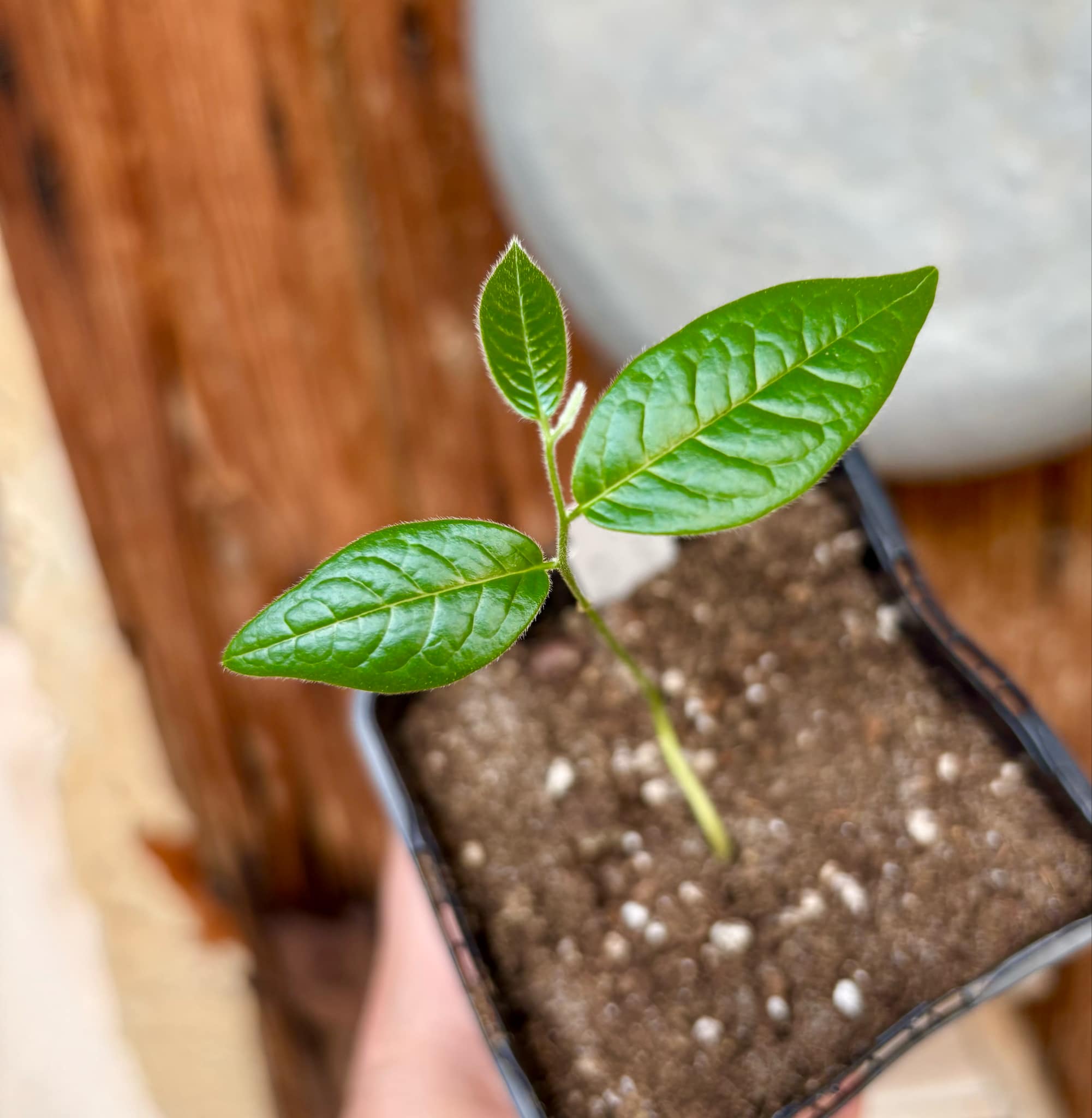 Uvaria hirsuta - 1 potted plant / 1 getopfte Pflanze Uvaria hirsuta - 1 potted plant / 1 getopfte Pflanze
