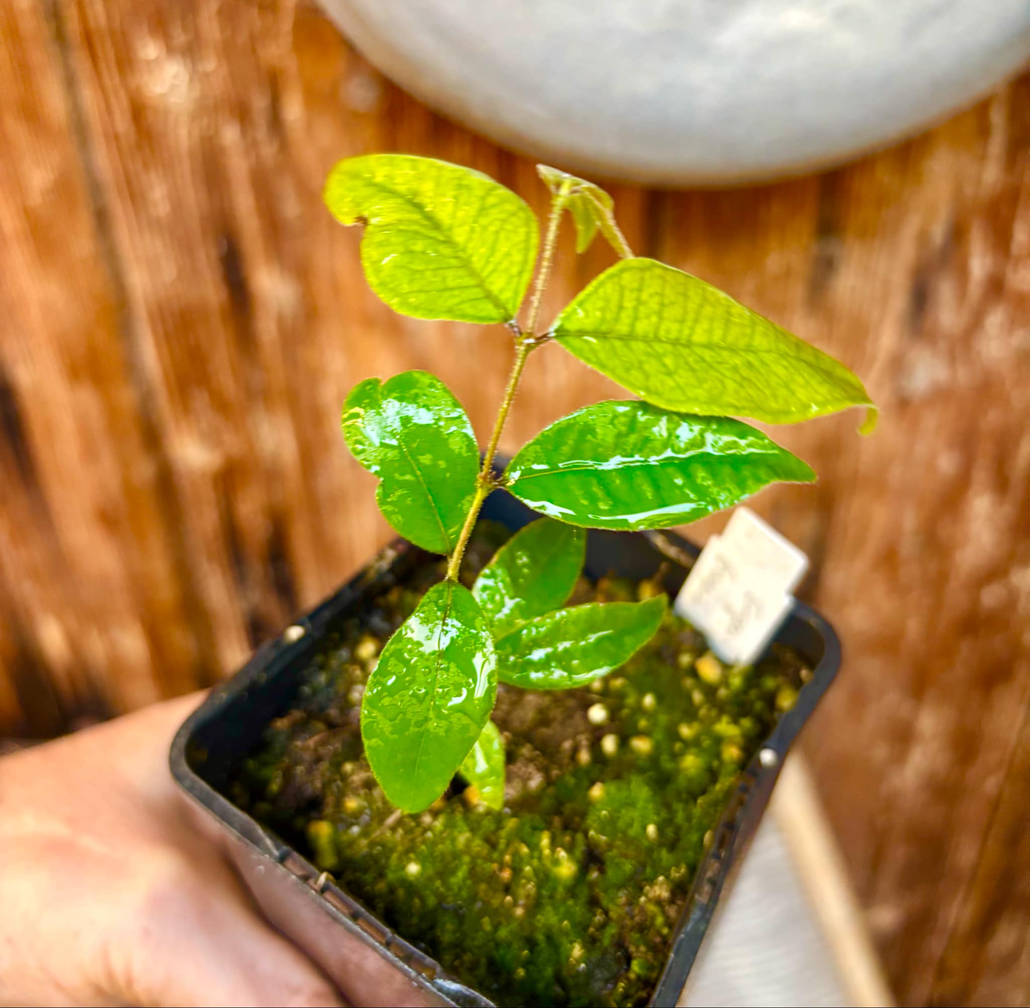 Eugenia sp Guajuba suave -  1 small potted seedling / 1 kleiner, getopfter Sämling