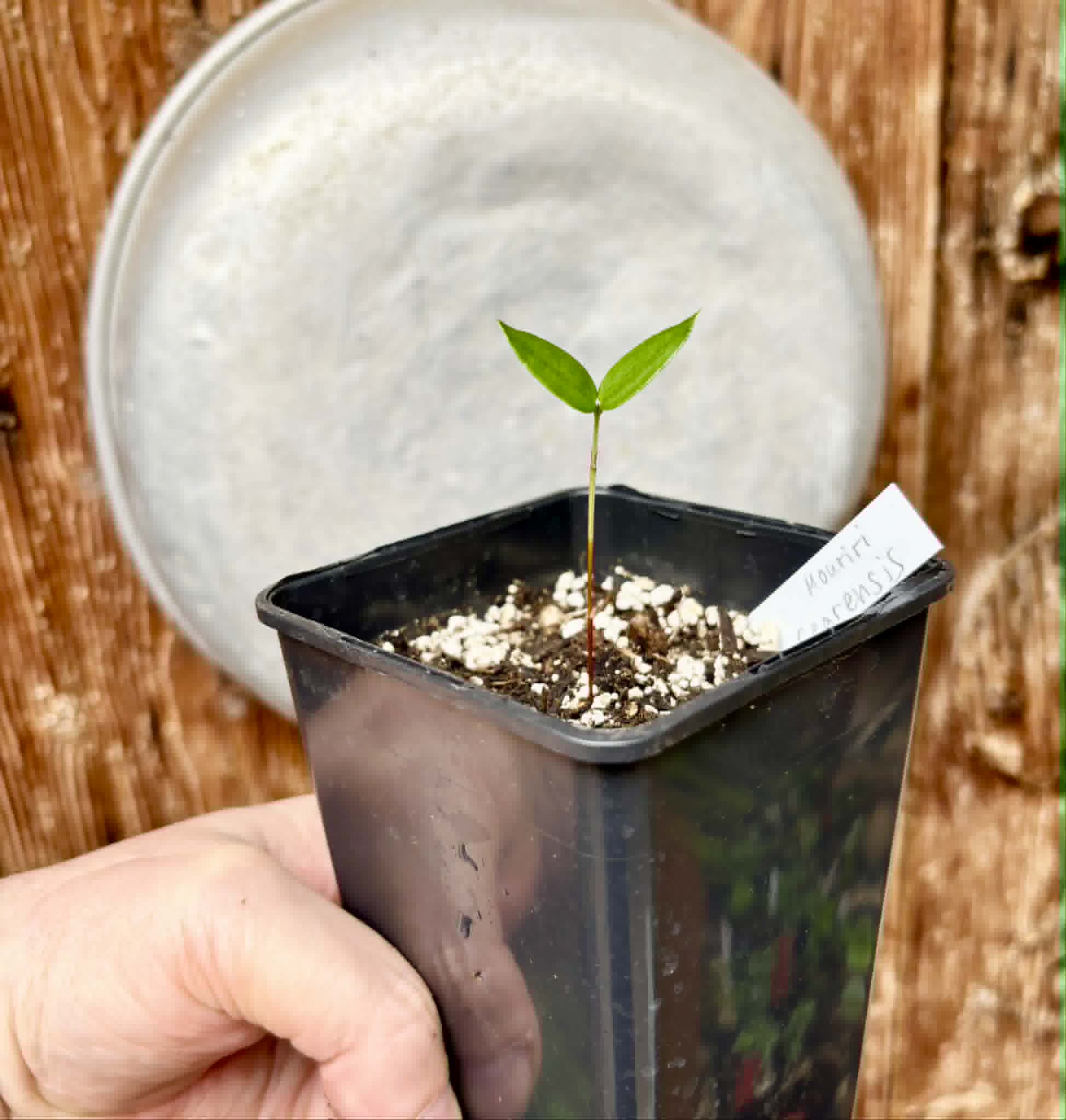 only 1 available - Manipuca (Mouriri cearensis) - 1 potted seedling / 1 getopfter Sämling