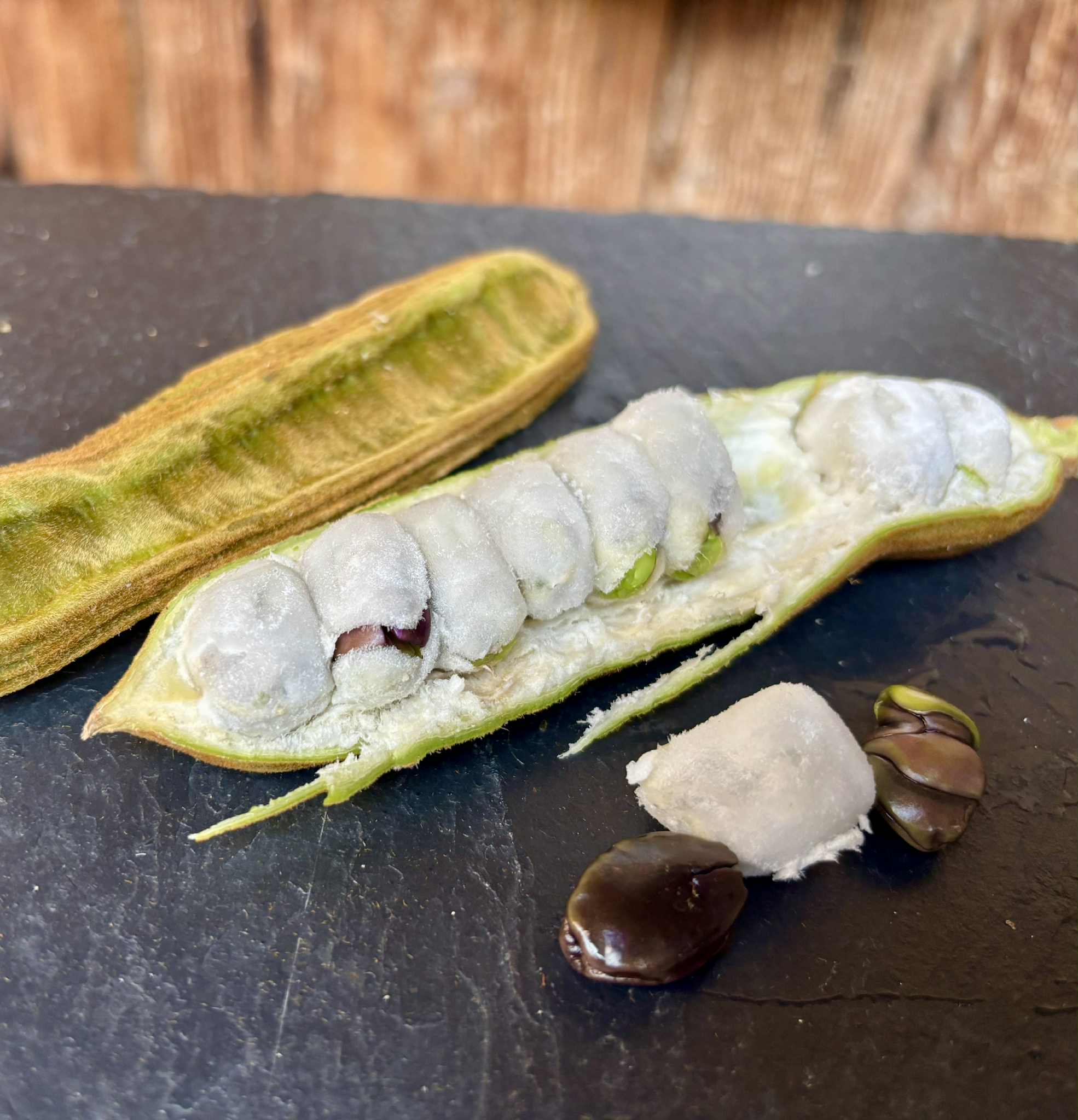 Inga velutina  - 1 fresh seed / 1 frischer Samen