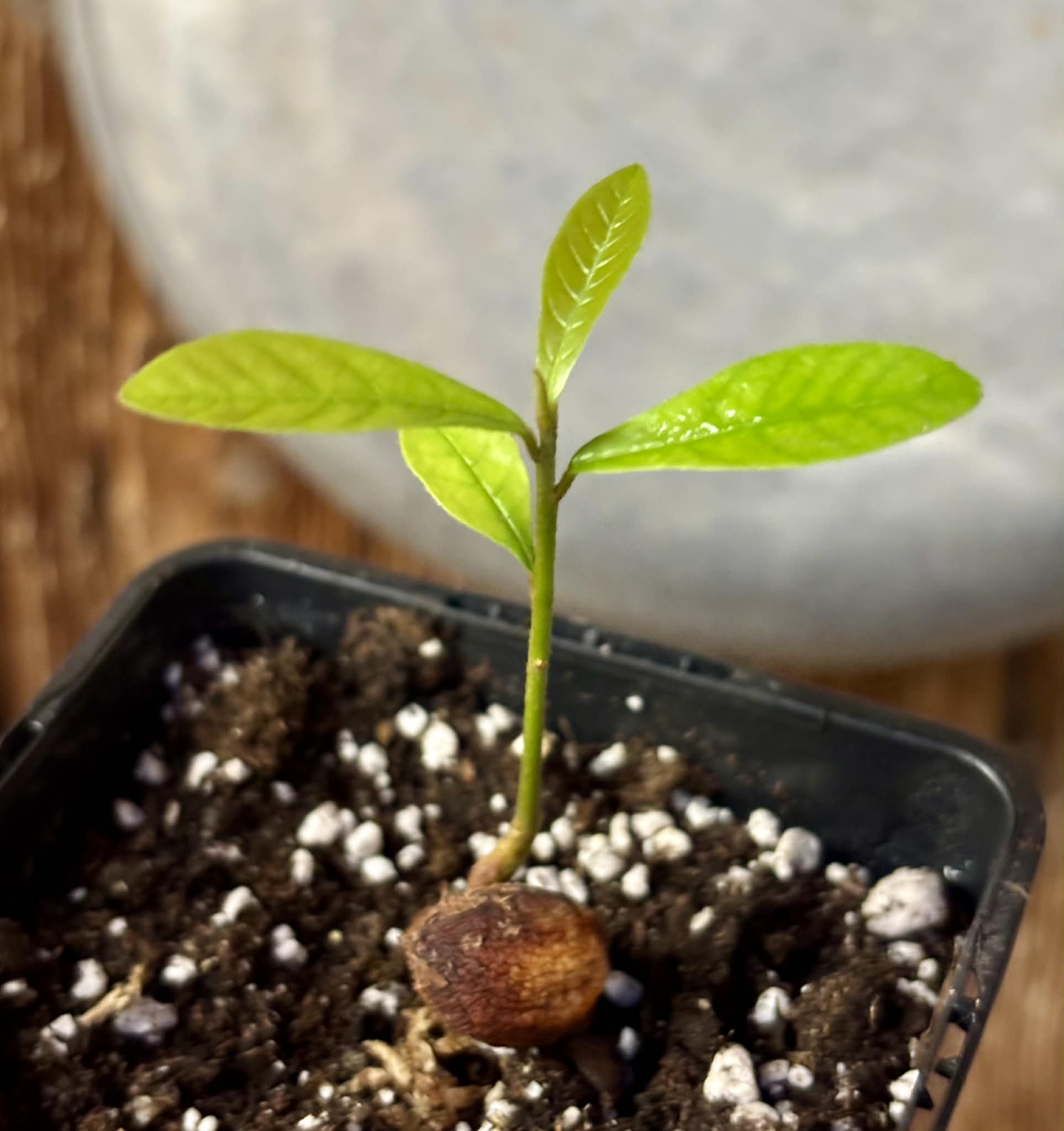 Pradosia sp Rondonia - 1 potted seedling / 1 getopfter Sämling