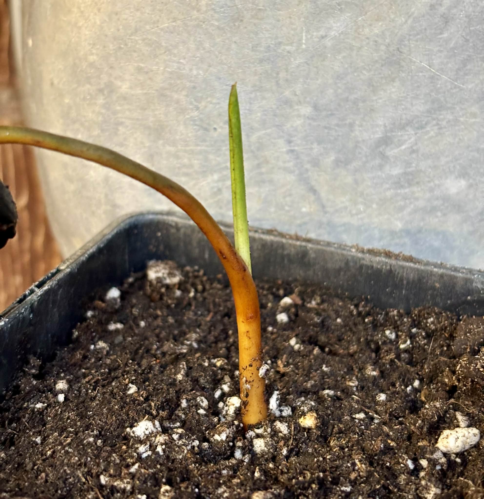 Coco de Raposa (Syagrus werdermannii) -  1 potted plant / 1 getopfte Pflanze