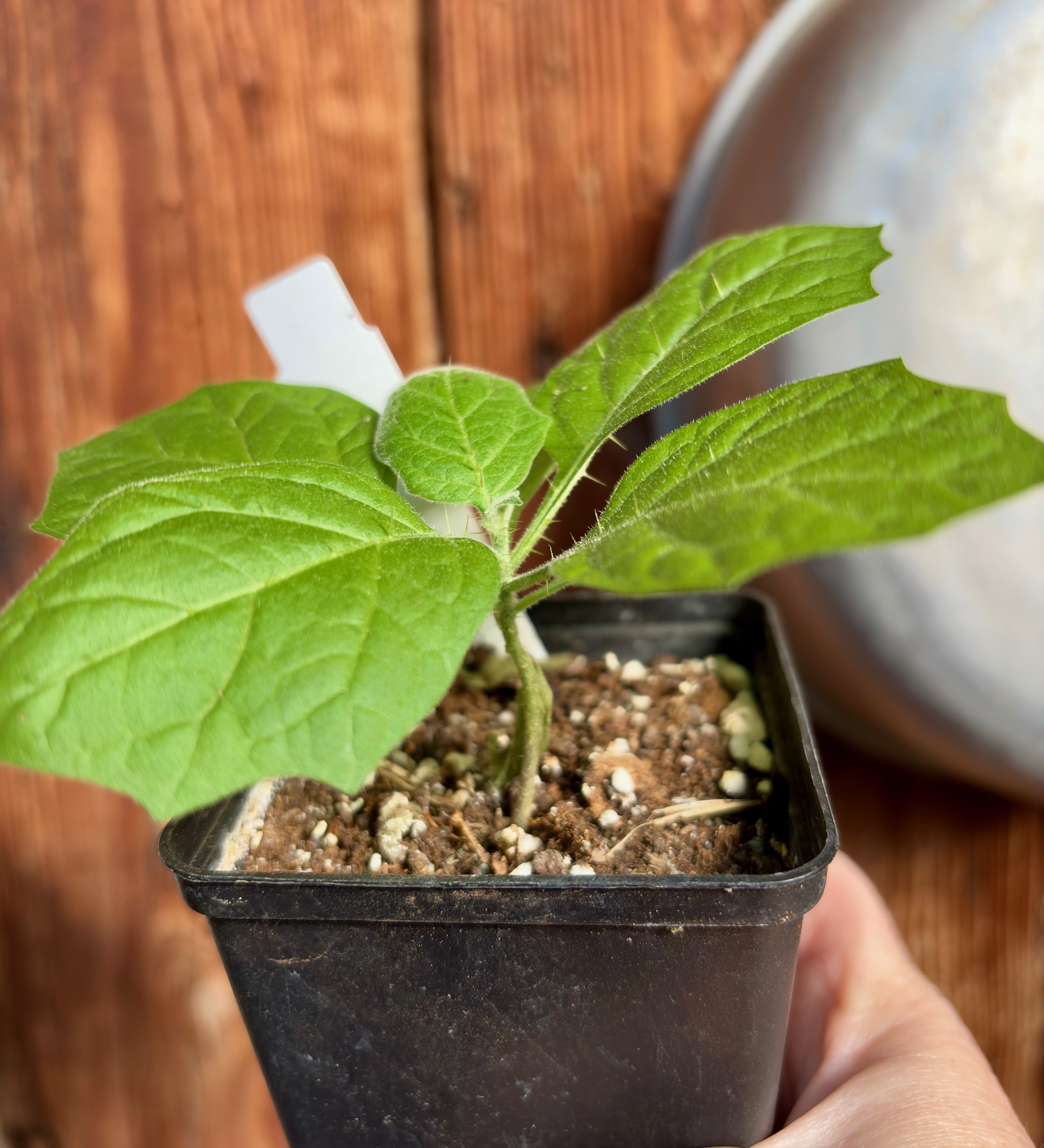 Juã-Açu - Solanum oocarpum  - 1 small potted plant / 1 kleine getopfte Pflanze 