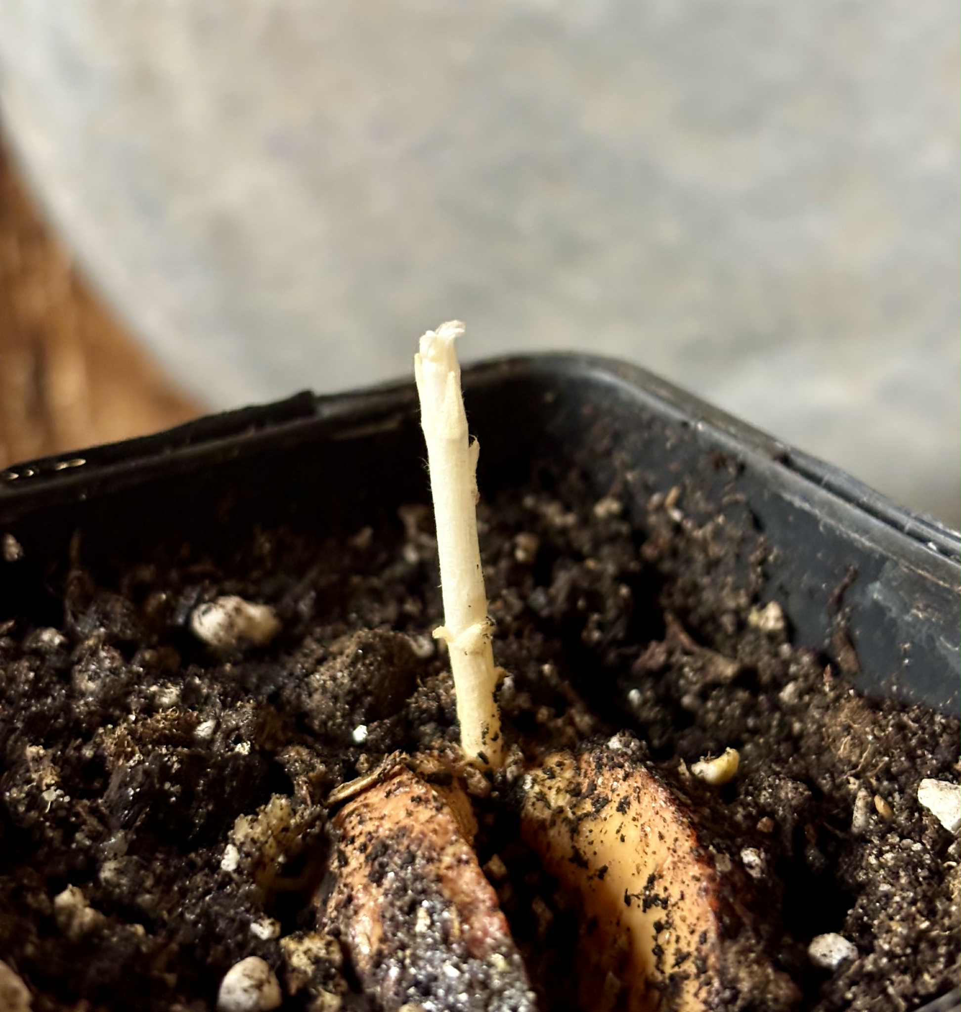 Couepia polyandra - Olosapo - 1 potted seedling / 1 getopfter Sämling