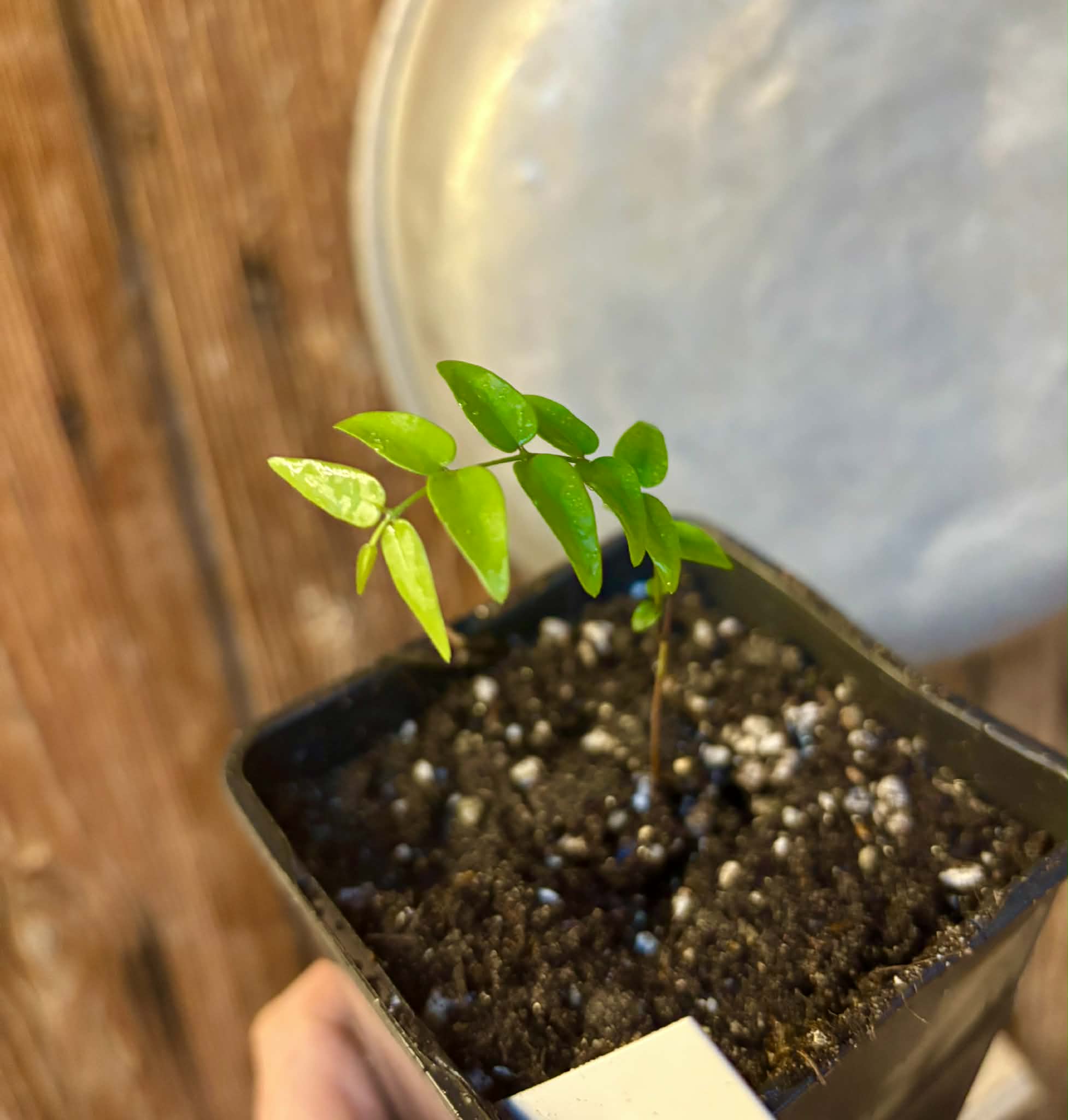 Myrciaria sp Maruim - 1 potted seedling / 1 getopfter Sämling