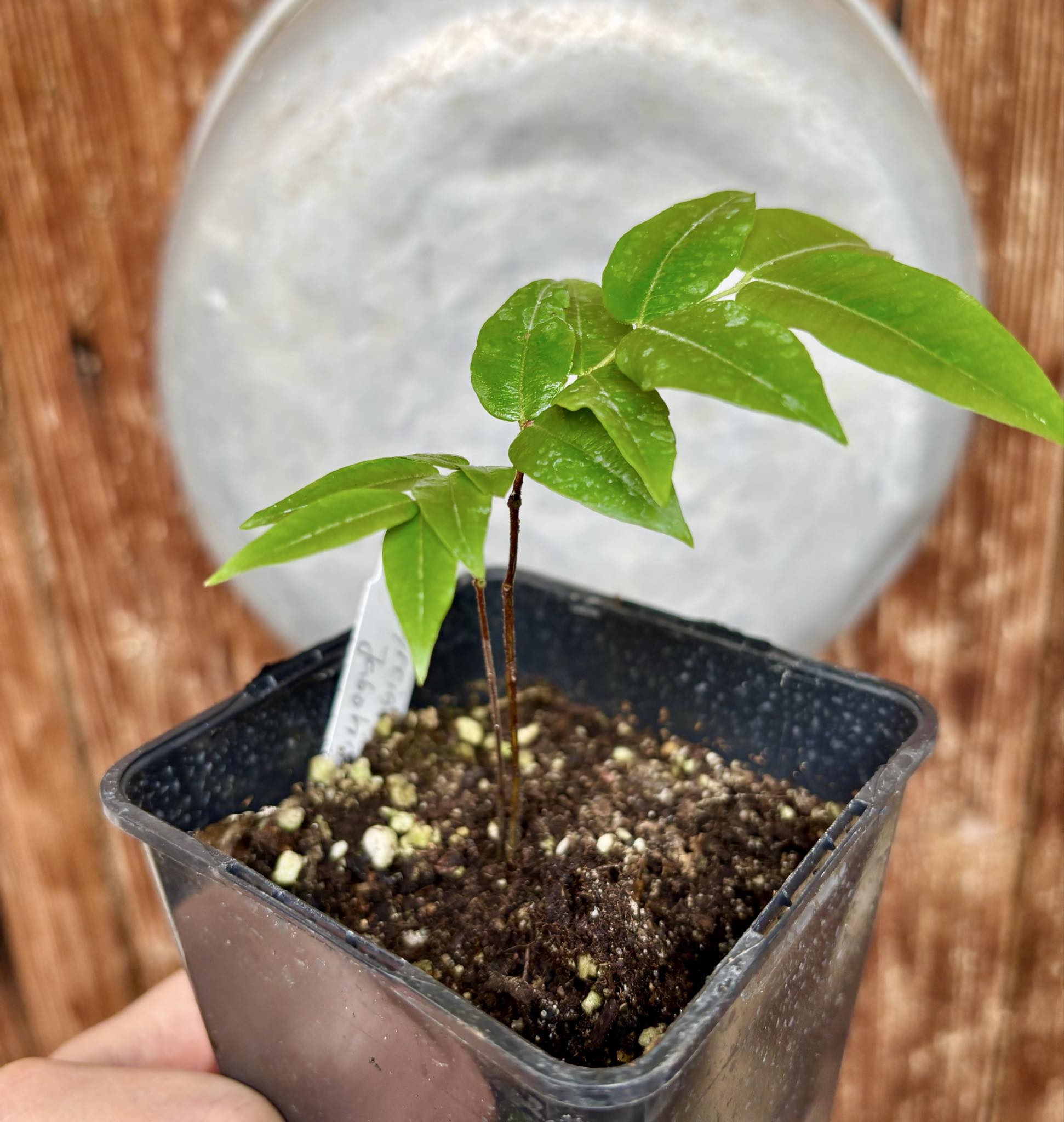 Myrciaria sp Jaboticaba - 1 potted plant / 1 getopfte Pflanze Myrciaria sp Jaboticaba - 1 potted plant / 1 getopfte Pflanze