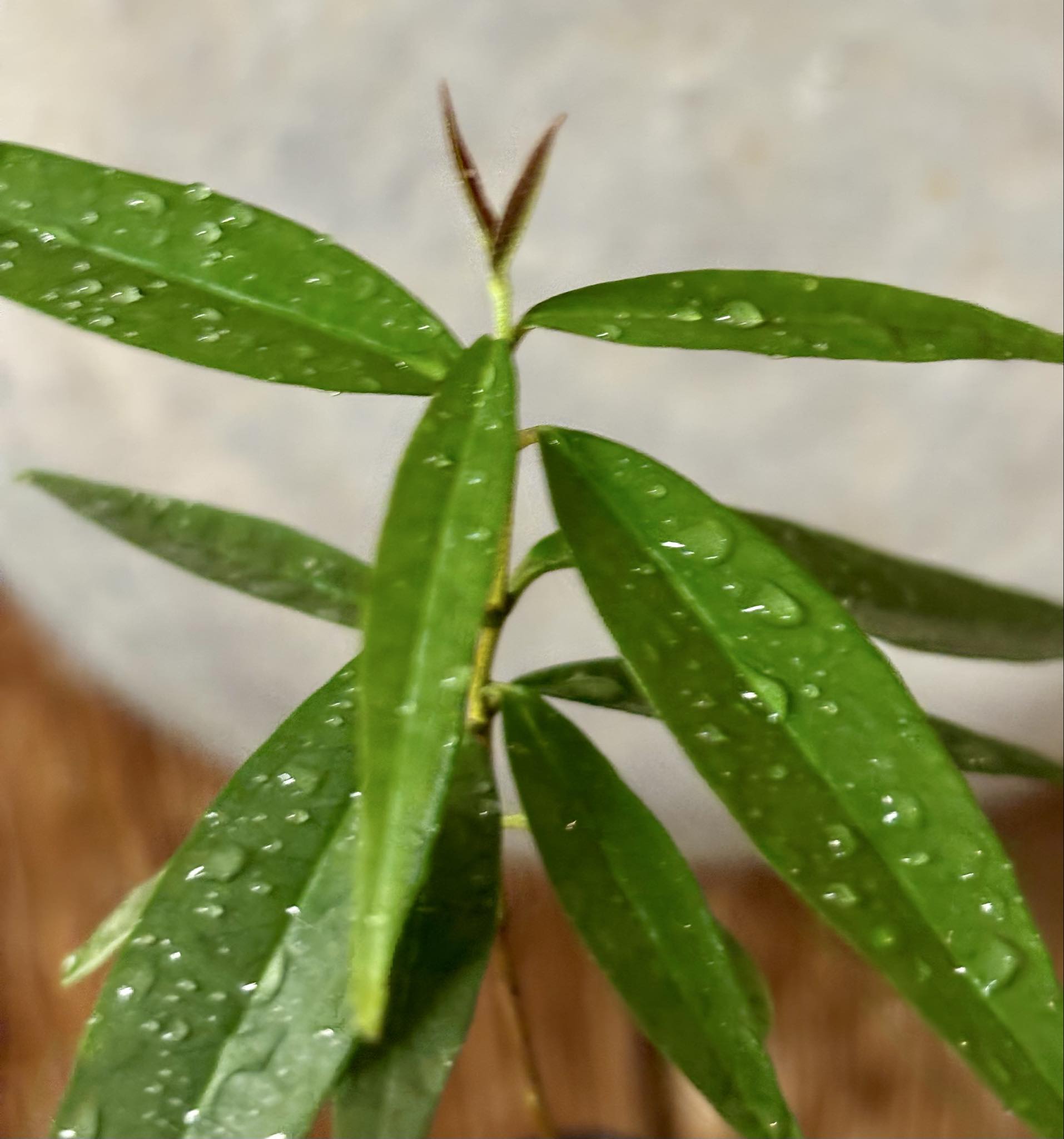 Eugenia pruniformis - Ameixa da Preta - 1 potted plant / 1 getopfte Pflanze