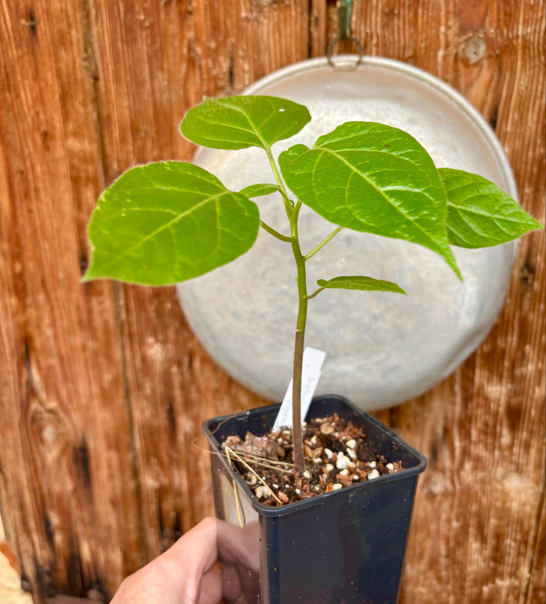 Solanum sibundoyense - 1 potted seedling / 1 getopfter Sämling