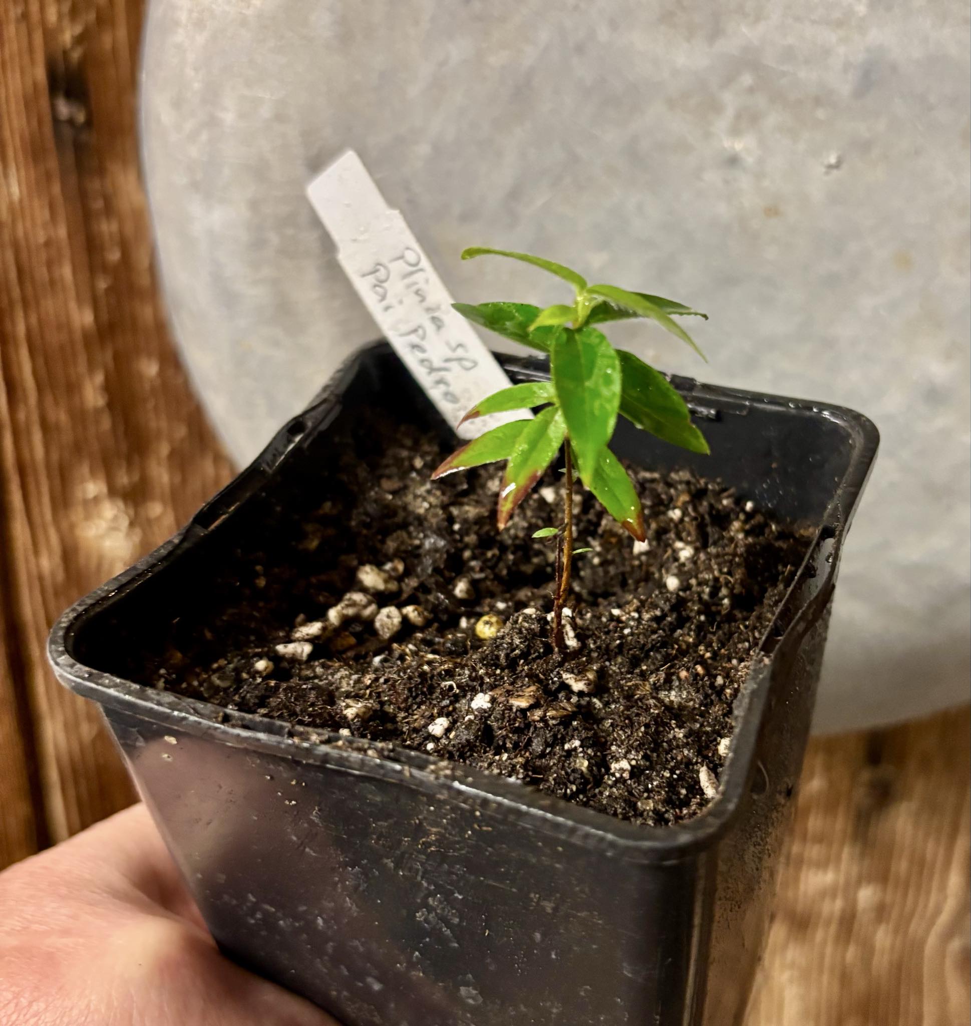 Plinia sp Pai Pedro -  1 small potted seedling / 1 kleiner, getopfter Sämling