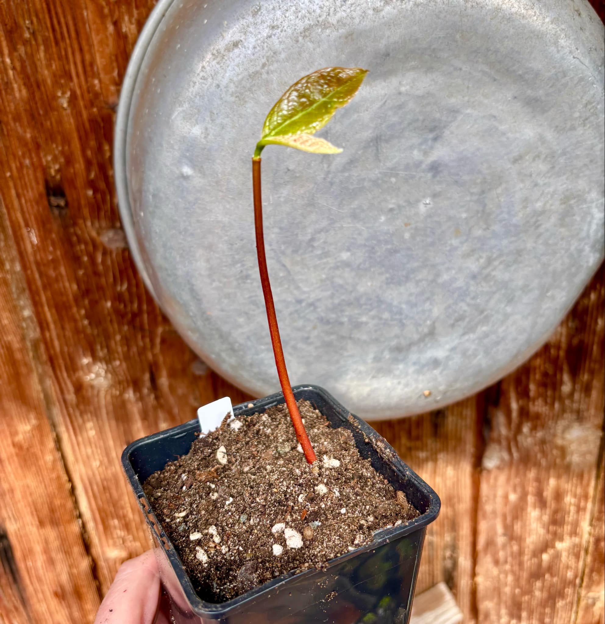 Annona purpurea - Soncoya -  1 small potted seedling / 1 kleiner, getopfter Sämling