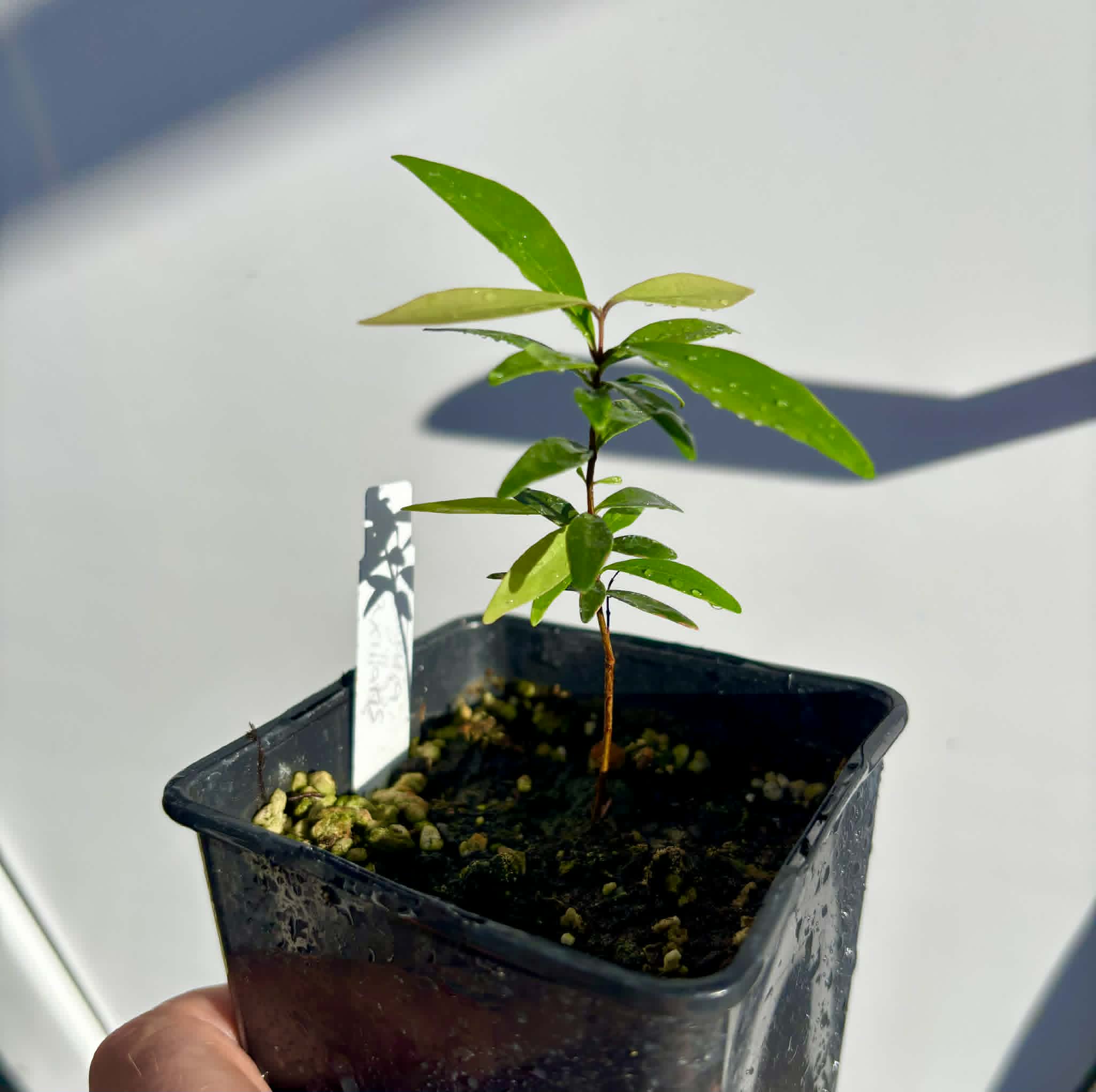  Eugenia axillaris  - White Stopper - 1 potted seedling / 1 getopfter Sämling 