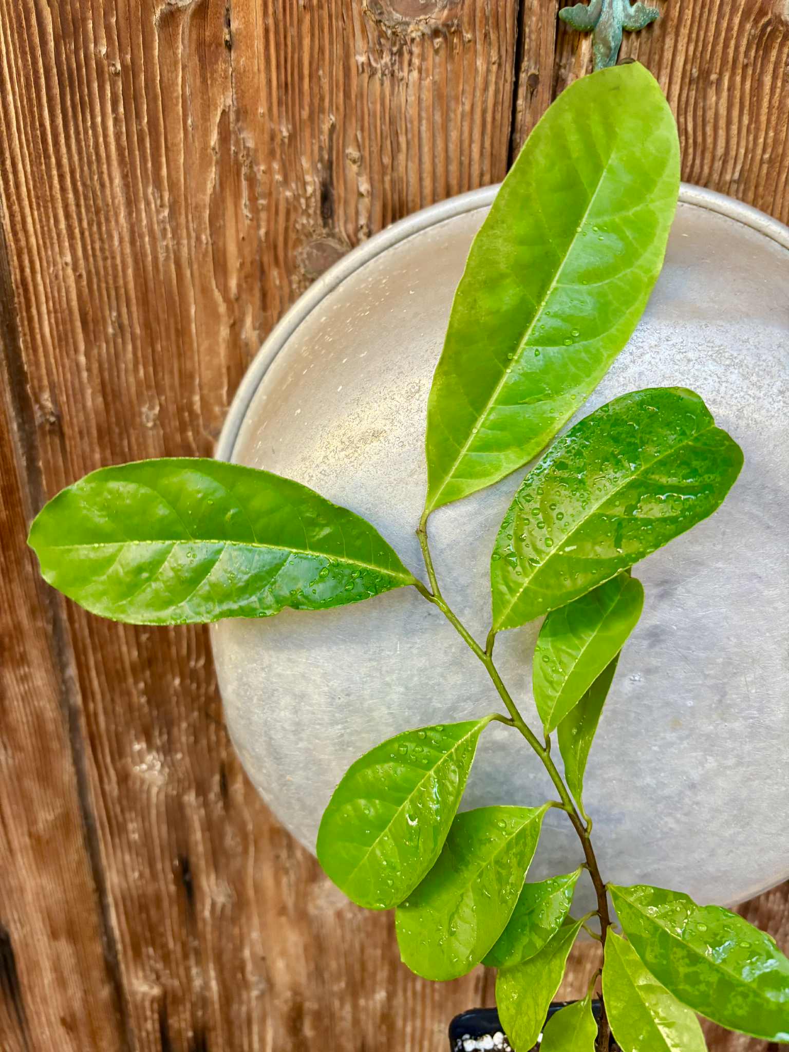 Annona quinduensis  - 1 potted plant / 1 getopfte Pflanze