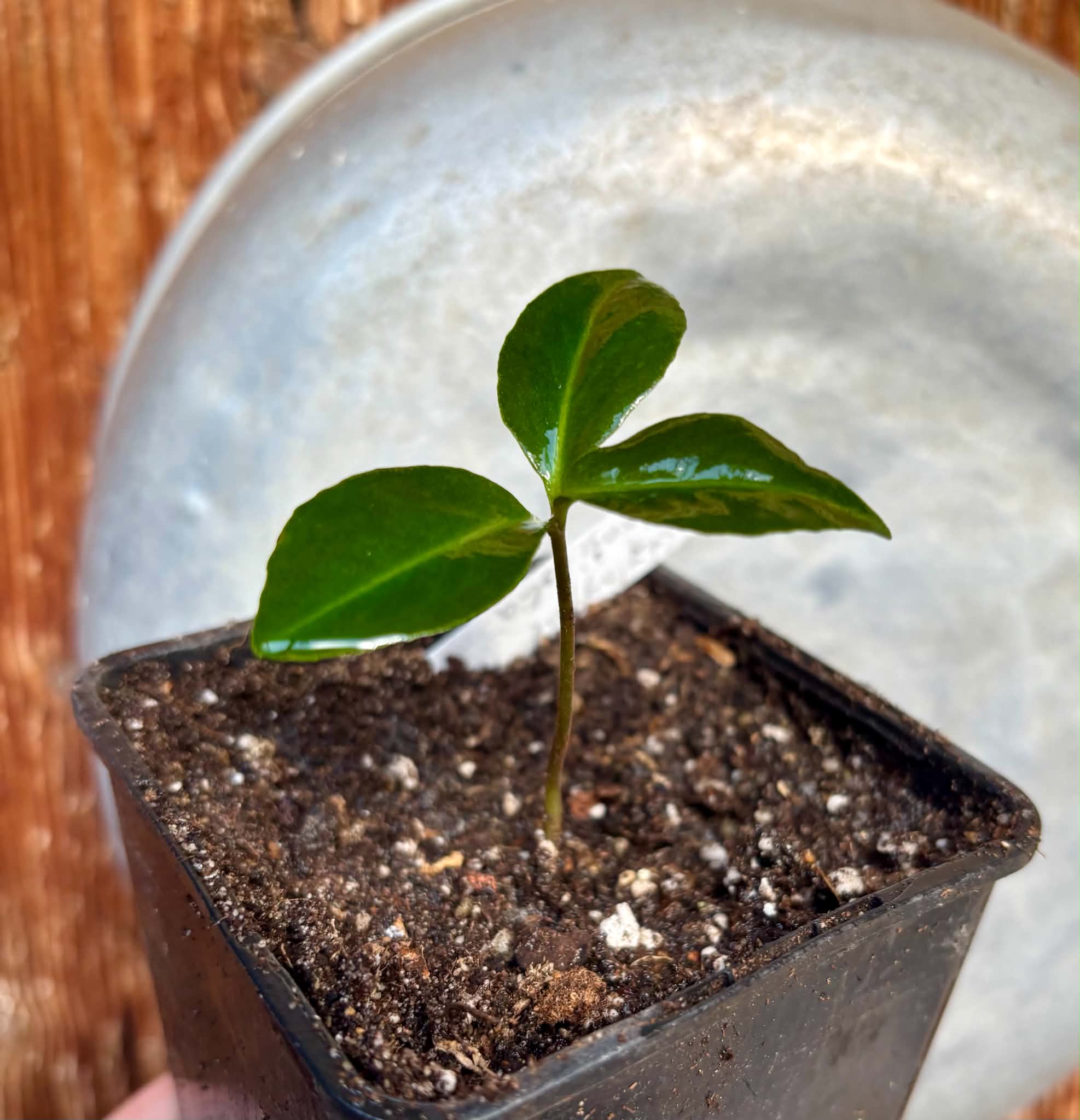 Stylogyne longifolia - 1 potted seedling / 1 getopfter Sämling