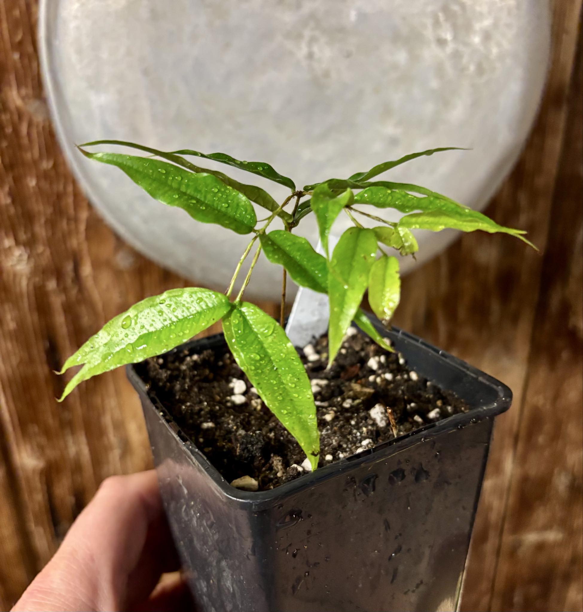 Plinia sp Cabo longo Sao Joao -  1 potted seedling / 1  getopfter Sämling  Plinia sp Cabo longo Sao Joao -  1 potted seedling / 1  getopfter Sämling