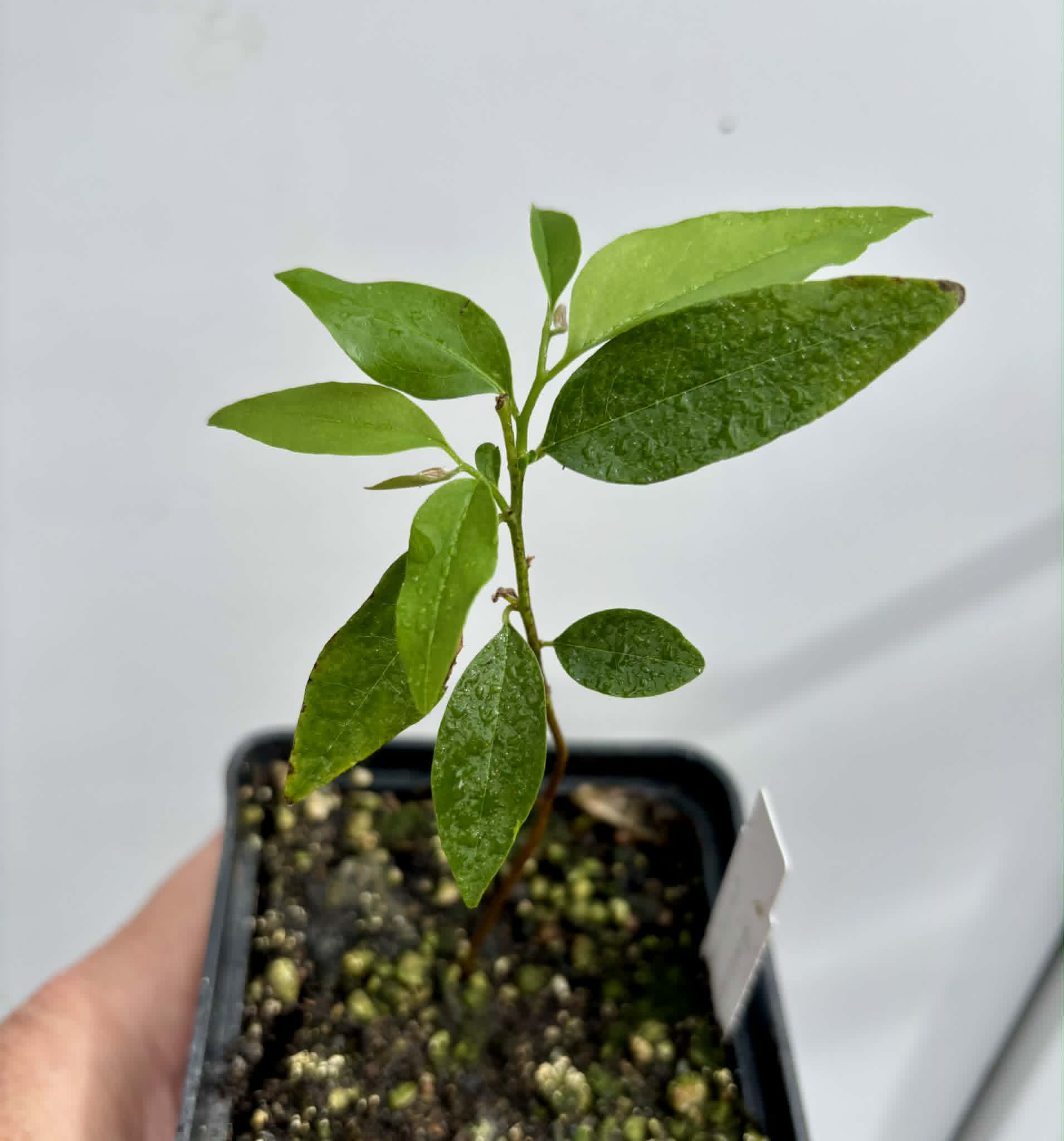 Annona exsucca - 1 potted seedling / 1 getopfter Sämling
