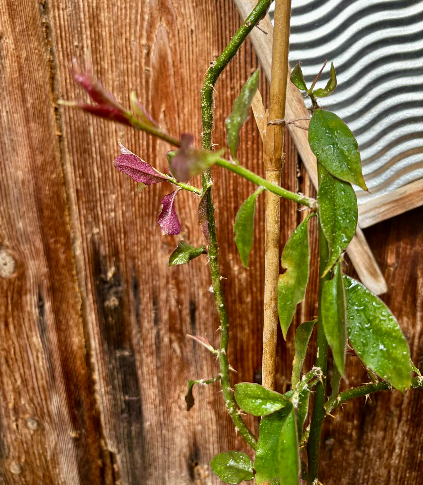 0.8m plant - Barbados Gooseberry - Pereskia aculeata - 1 potted plant / 1 getopfte Pflanze 0.8m plant - Barbados Gooseberry - Pereskia aculeata - 1 potted plant / 1 getopfte Pflanze