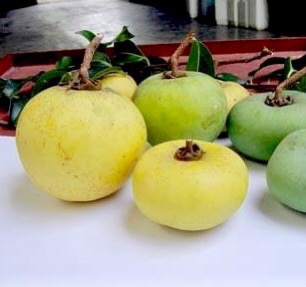 Gold Apple (Diospyros decandra) - 1 potted plant / 1 getopfte Pflanze