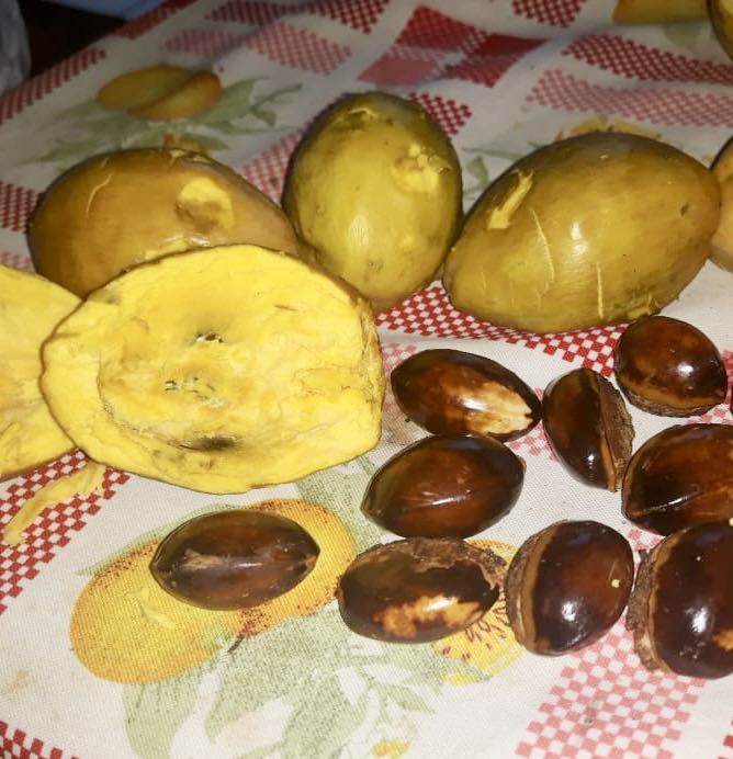 Pouteria macrophylla - 1 fresh seed / 1 frischer Samen