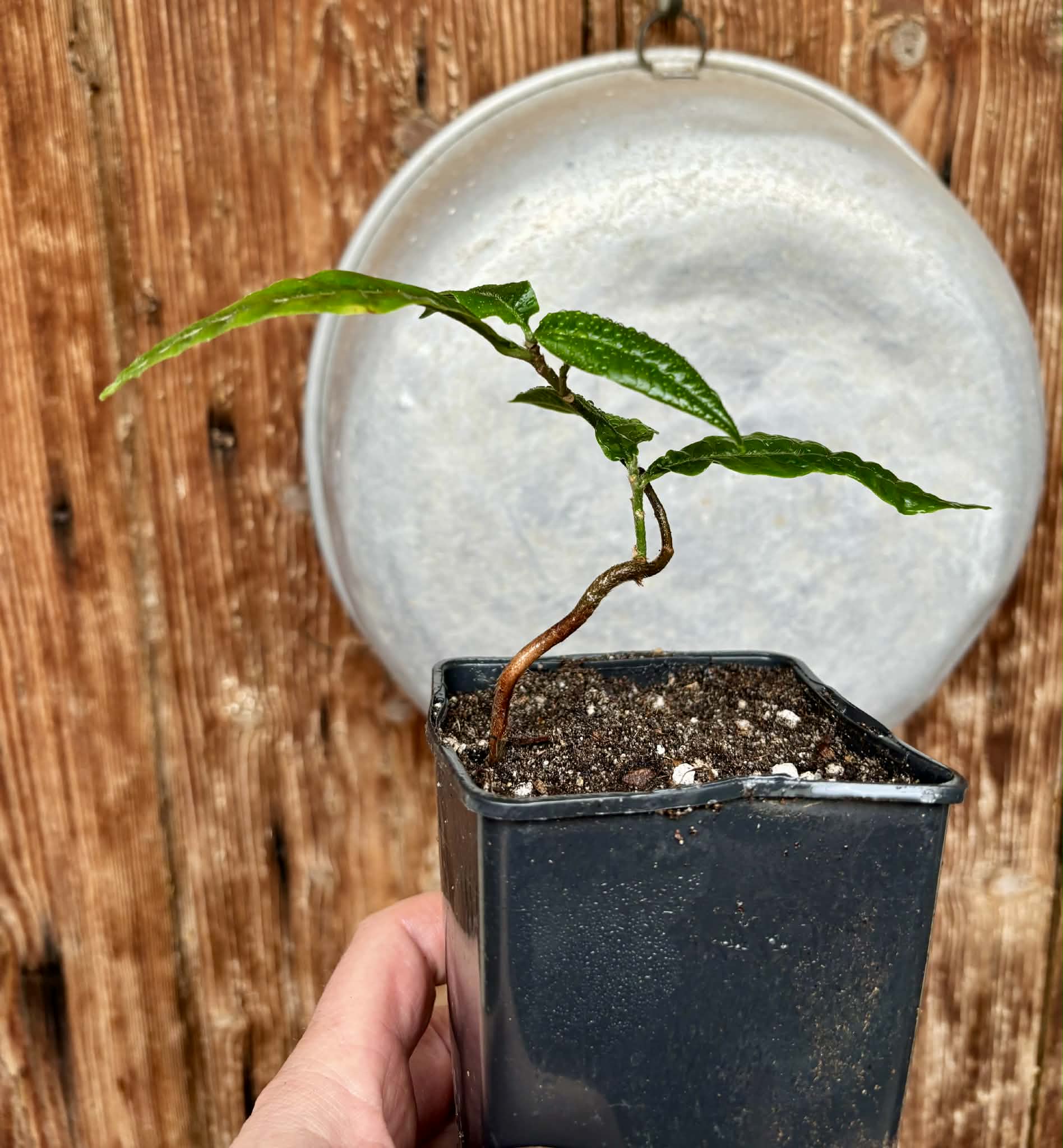 Abiu (Pouteria caimito) - 1 potted plant / 1 getopfte Pflanze