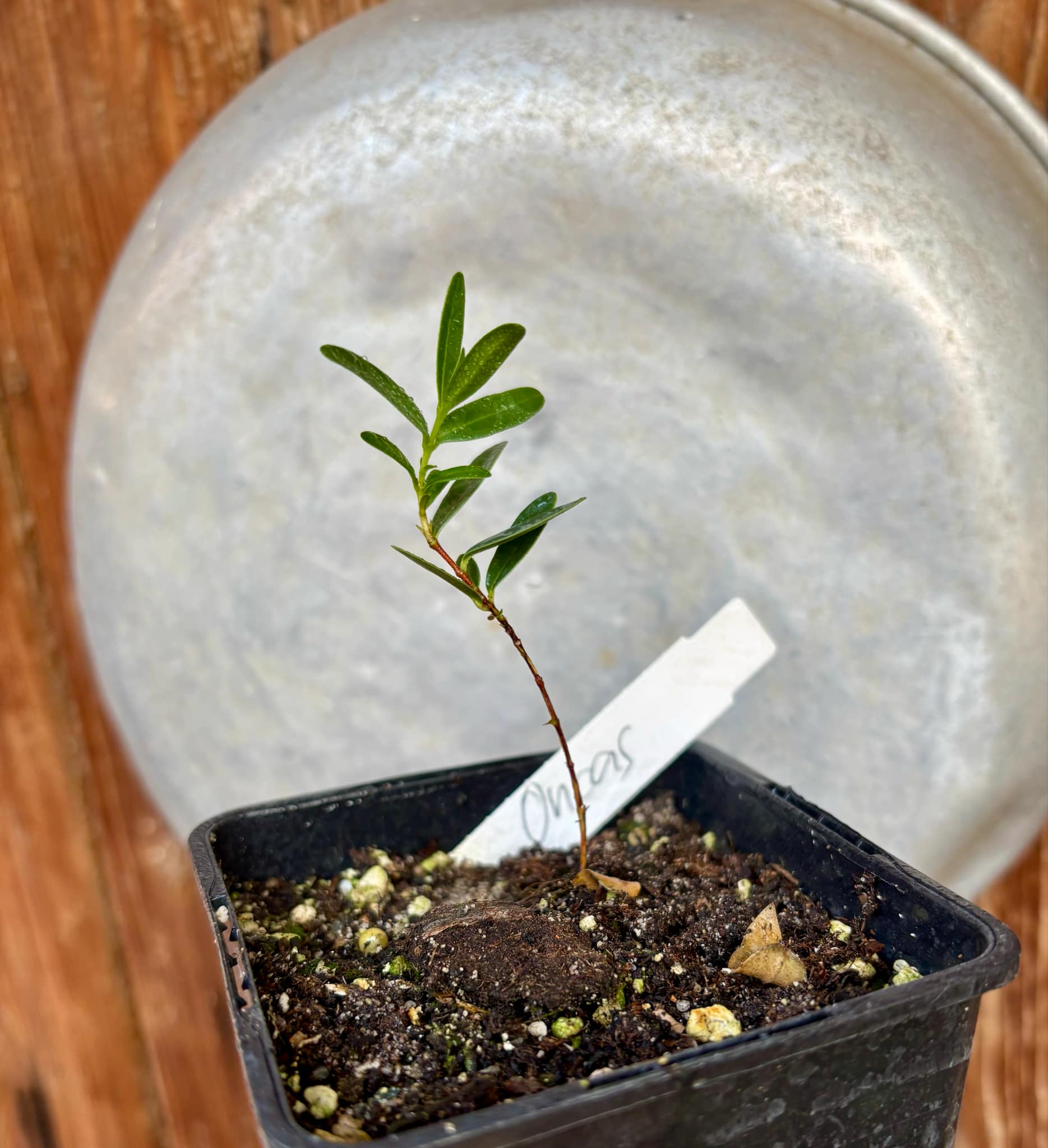 CEREJINHA DE JAGUARIÚNA - Eugenia punicifolia var. Oncas Doce - 1 potted plant / 1 getopfte Pflanze