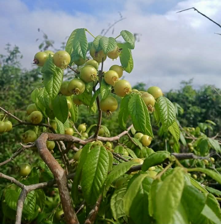 pre Order - Campomanesia aromatica var. Yellow - 1 fresh seed / 1 frischer Samen