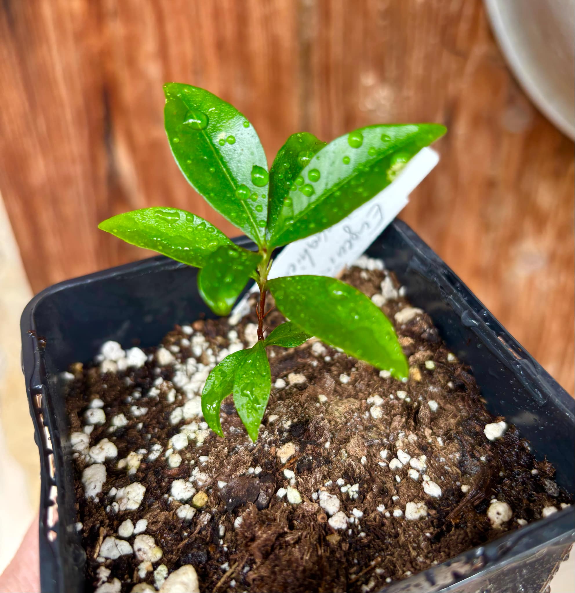 Dwarf Grumixama (Eugenia itaguahiensis) - 1 small potted seedling / 1 kleiner, getopfter Sämling Dwarf Grumixama (Eugenia itaguahiensis) - 1 small potted seedling / 1 kleiner, getopfter Sämling
