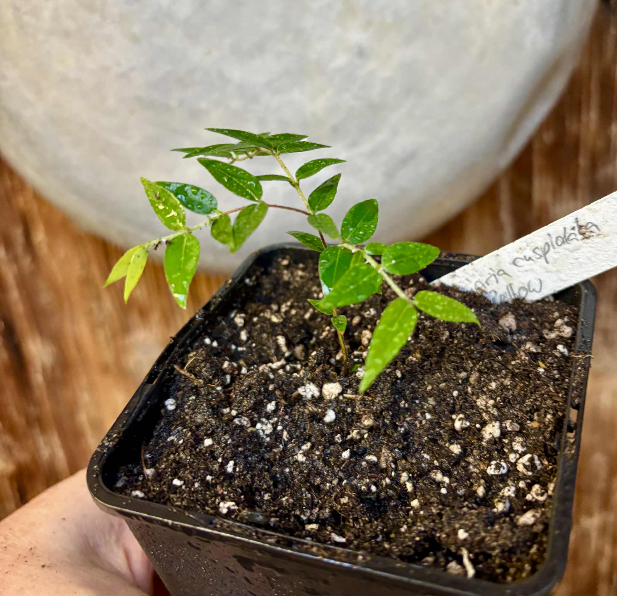 Myrciaria cuspidata YELLOW - 1 small potted plant / 1 kleine, getopfte Pflanze Myrciaria cuspidata YELLOW - 1 small potted plant / 1 kleine, getopfte Pflanze