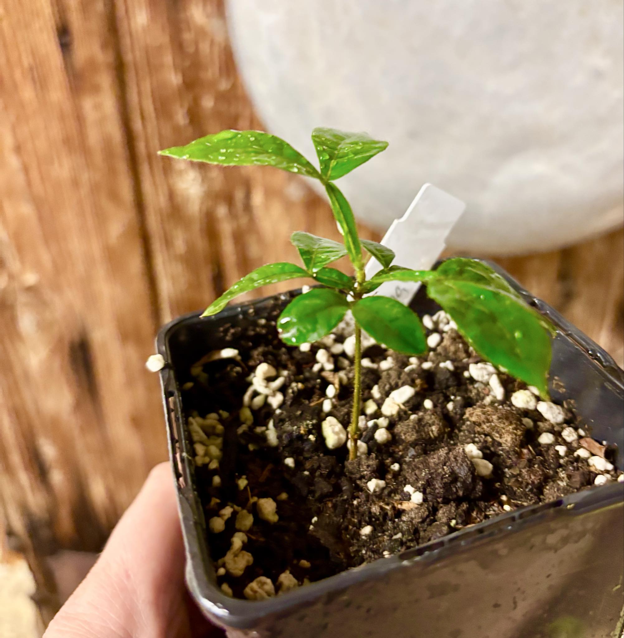 Inga vulpina - 1 small potted seedling / 1 kleiner, getopfter Sämling Inga vulpina - 1 small potted seedling / 1 kleiner, getopfter Sämling
