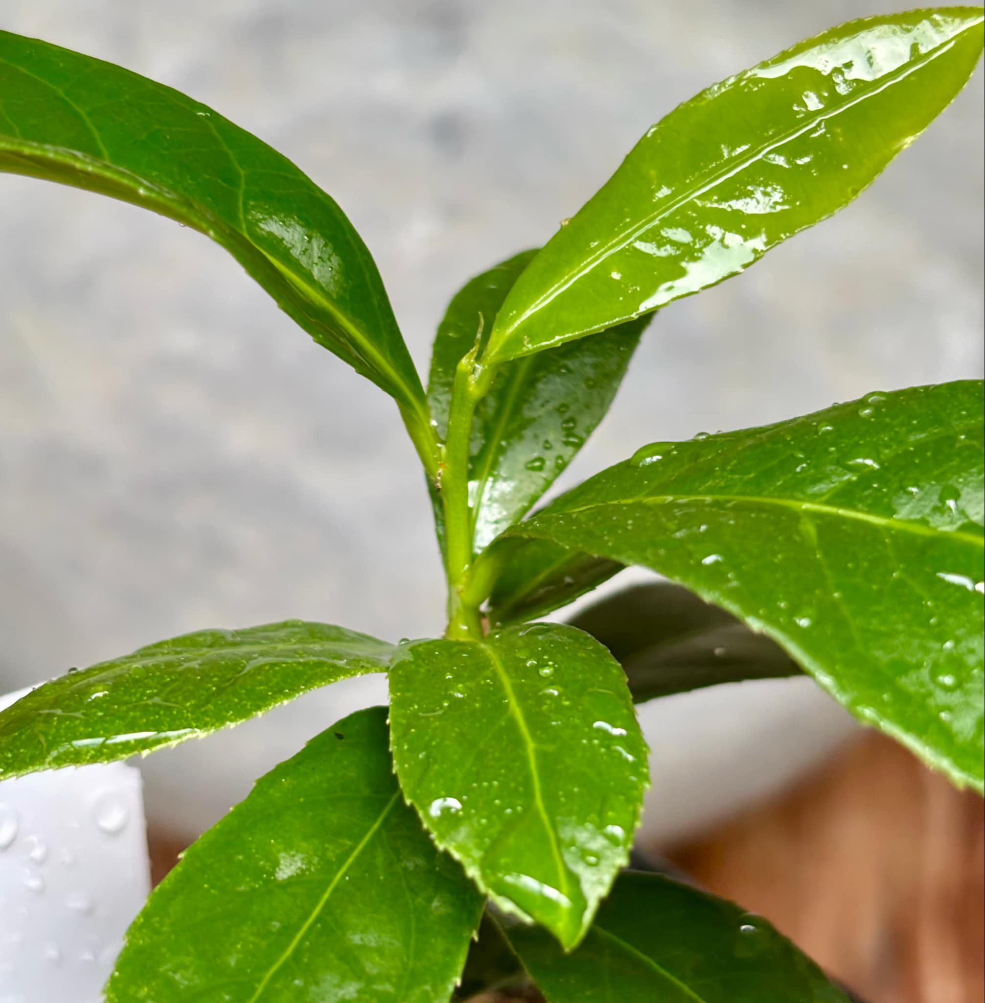 Siphonodon celastrineus  - 1 potted plant / 1 getopfte Pflanze