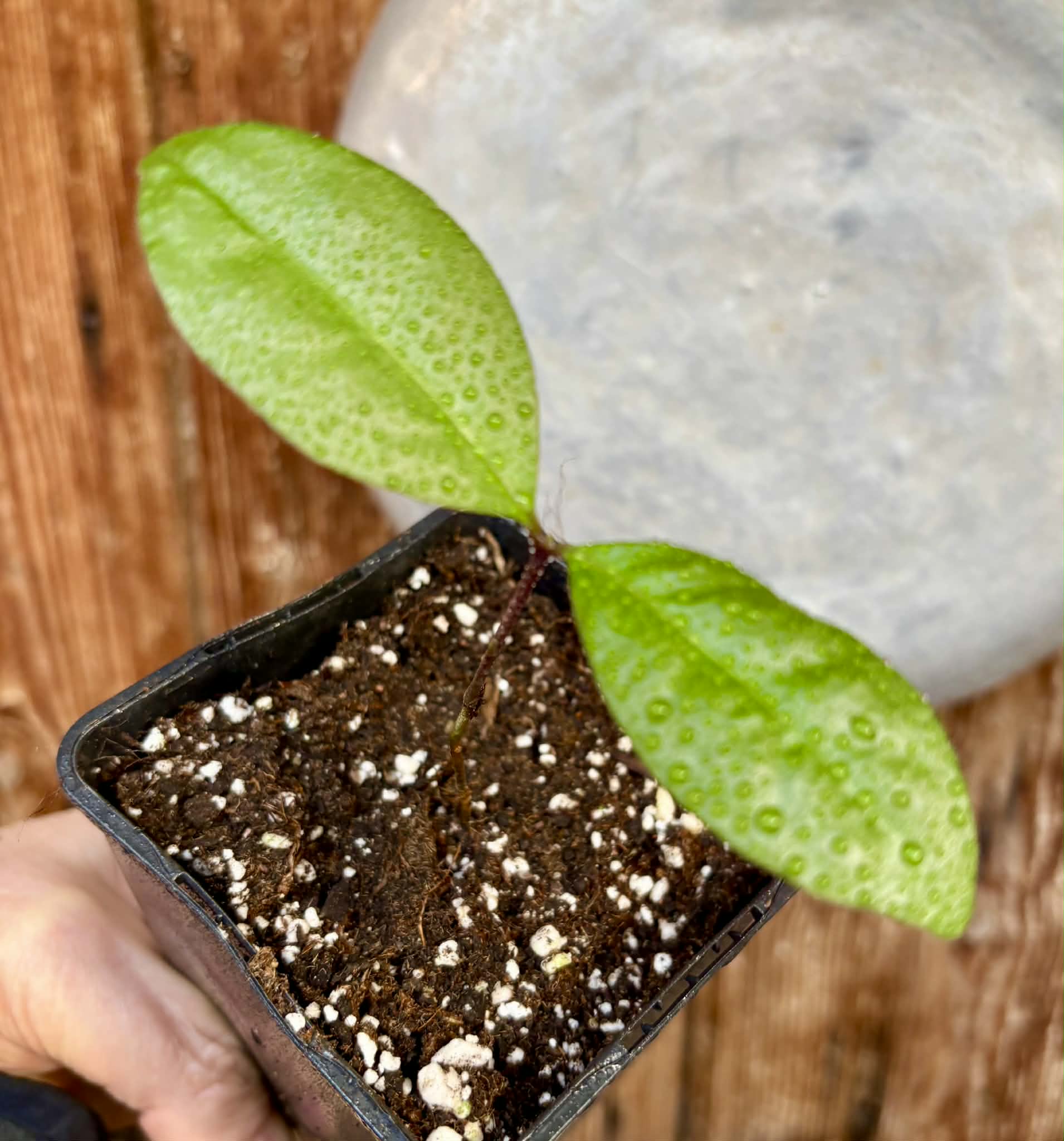 Eugenia sp Sabor Manga - 1 potted seedling / 1 getopfter Sämling