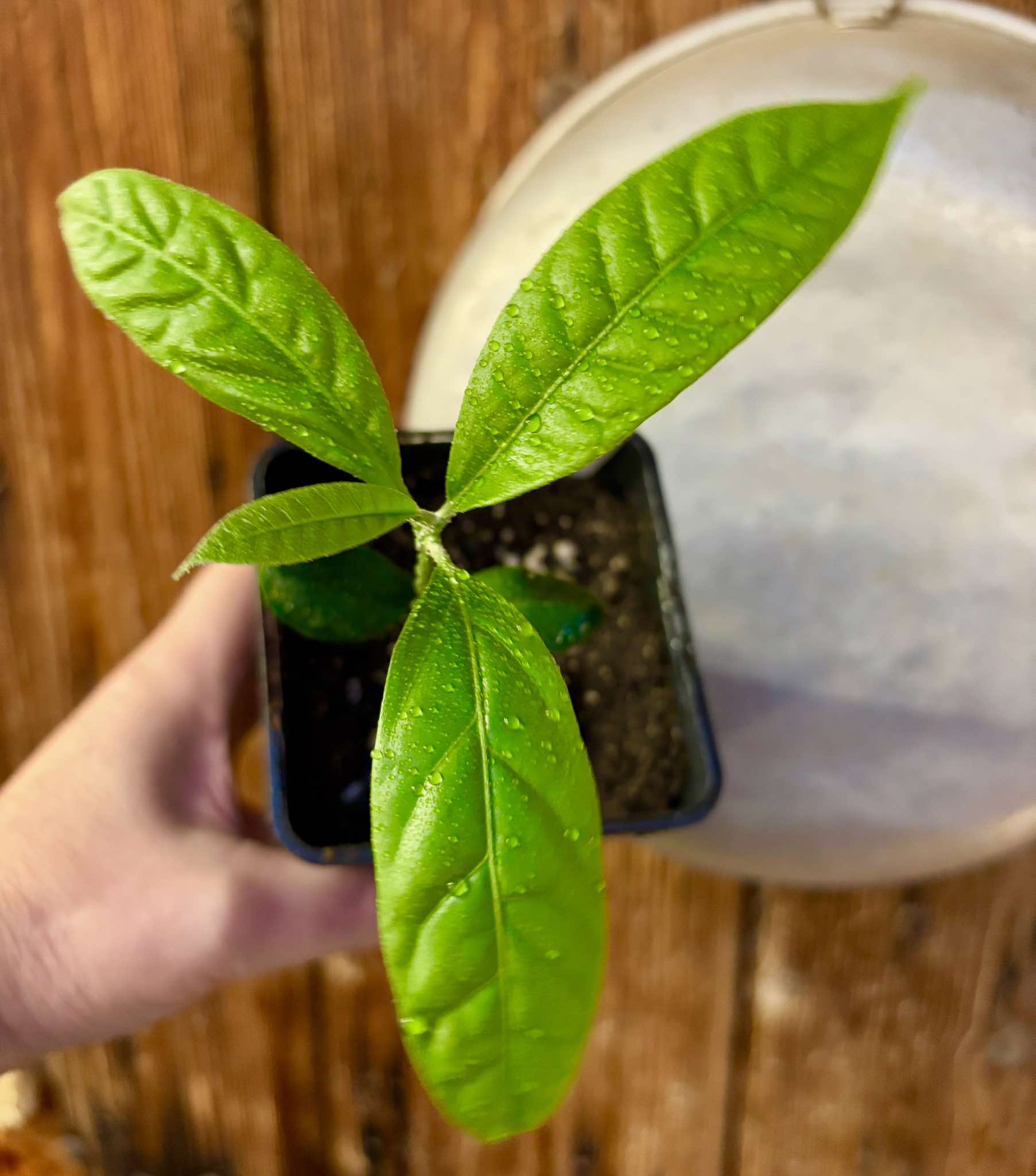 last seedling - Pouteria torta var. BIG Sul da Bahia  -  1 small potted seedling / 1 kleiner, getopfter Sämling