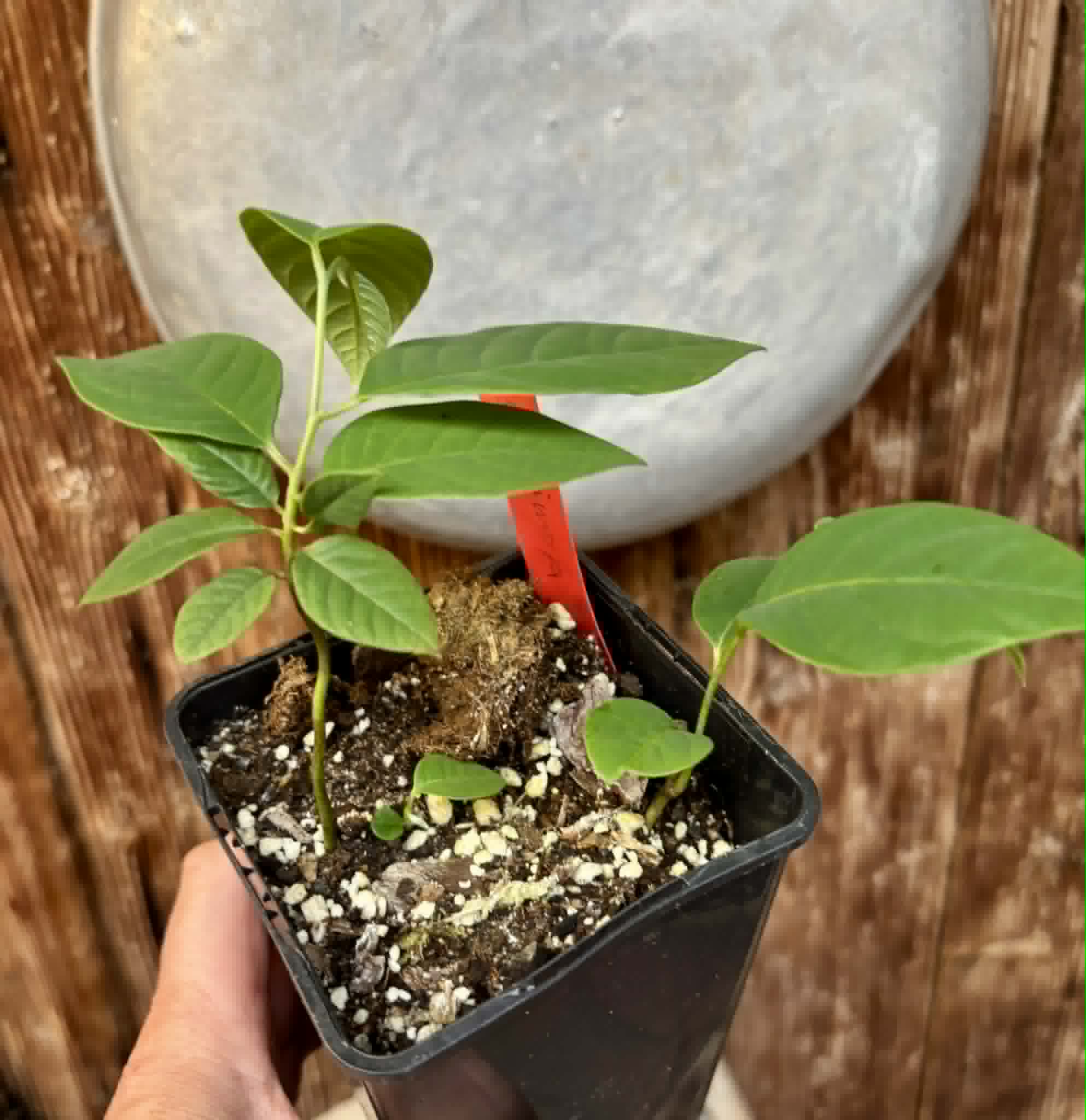 2 in 1 pot - Cherimoya var. Fino de Jete (Annona cherimola) - 2 seedlings in one pot / 5 Sämlinge in einem Topf