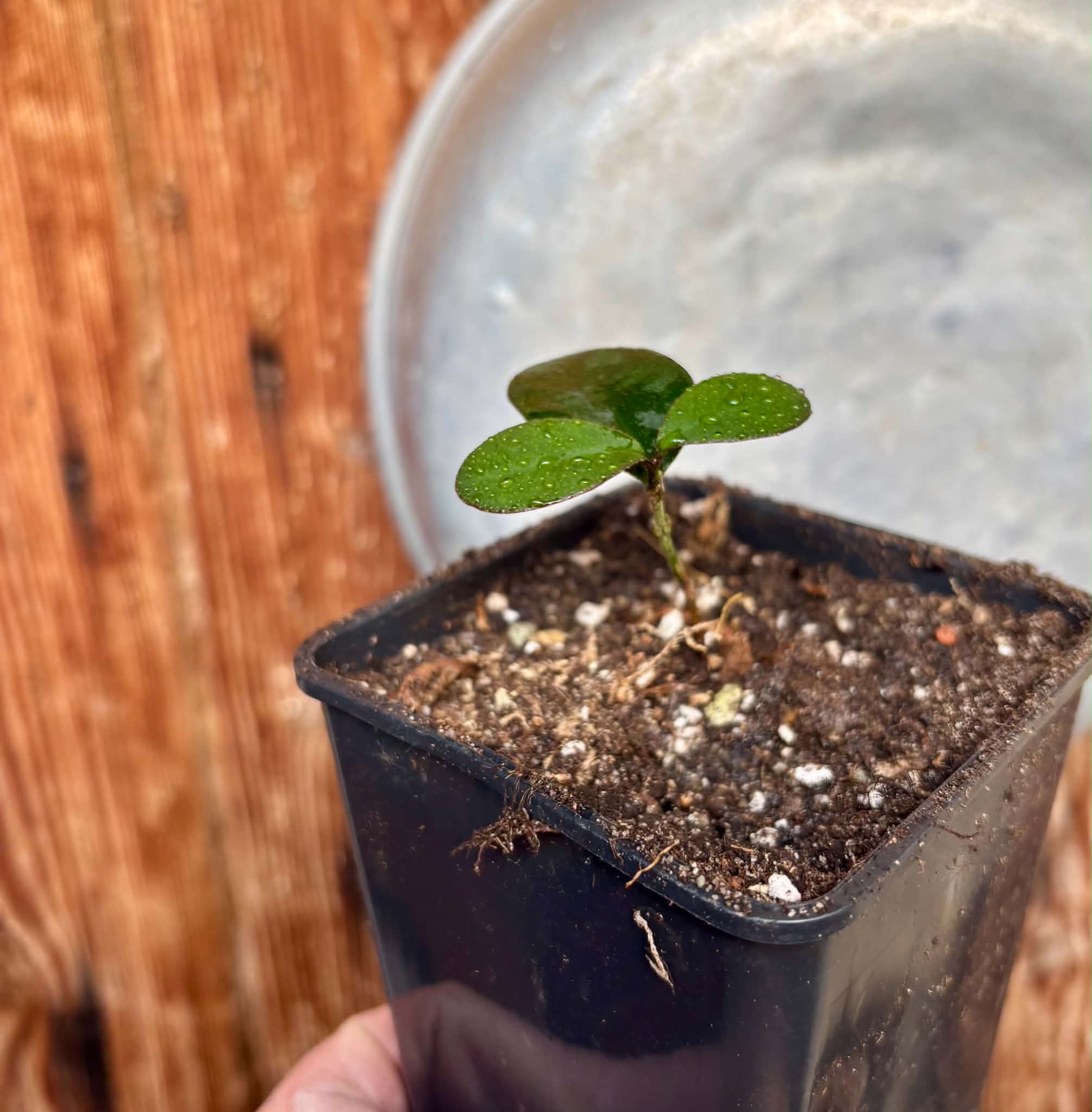 Eugenia sp Pindoca - 1 potted seedling / 1 getopfter Sämling