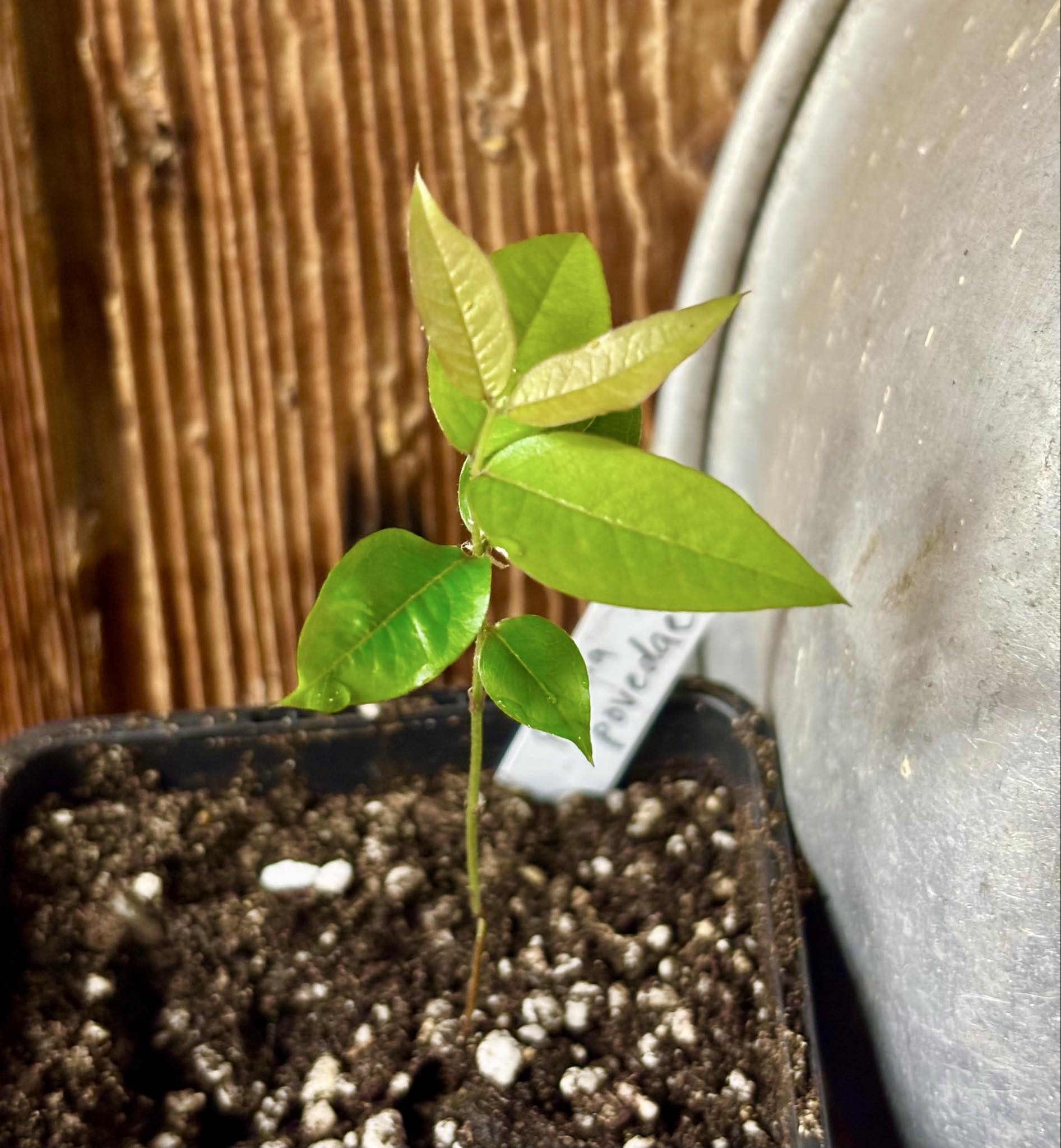 Plinia povedae - 1 potted seedling / 1 getopfter Sämling