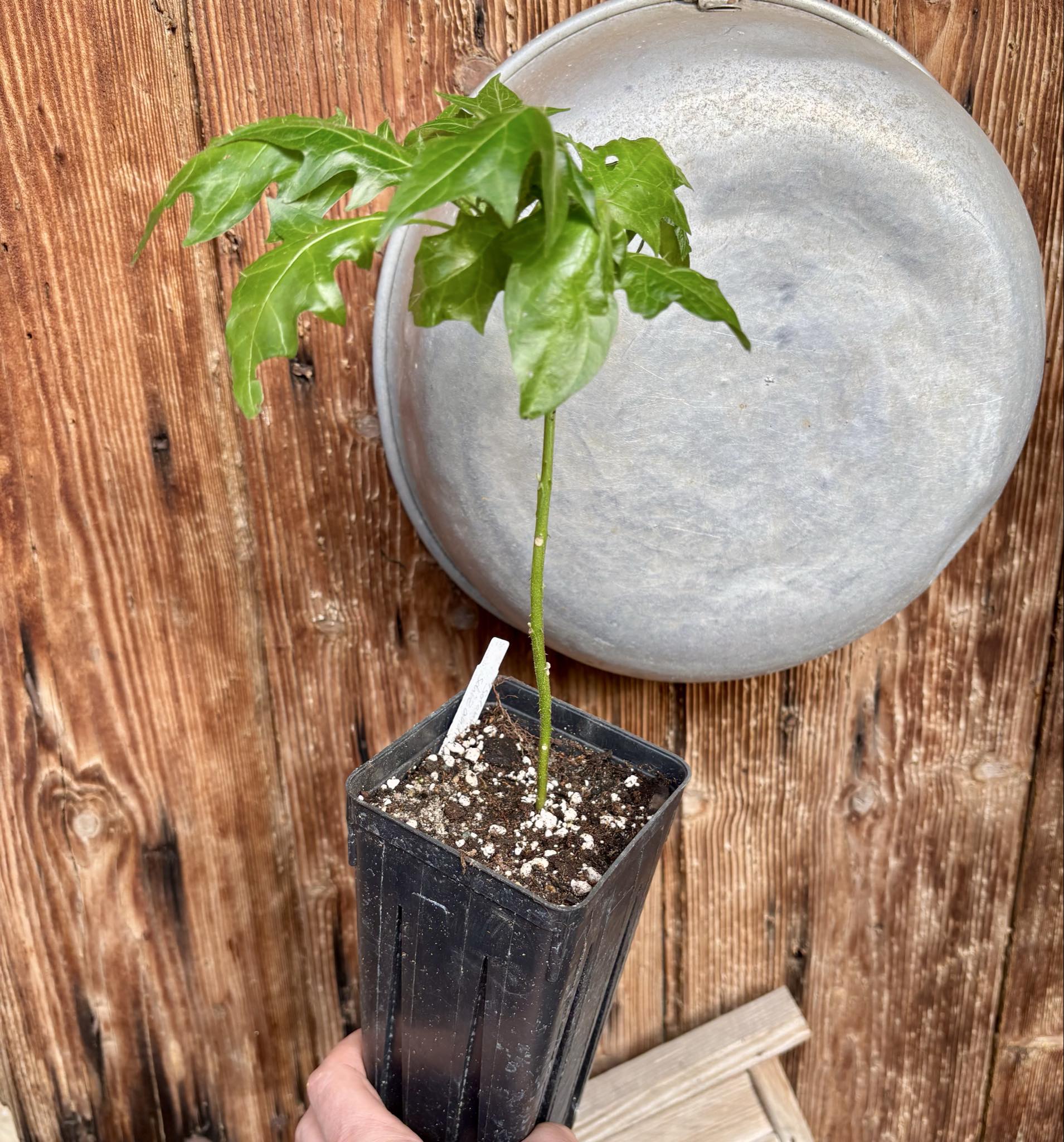 Juá do Jequitinhonha (Solanum schizandrum) - 1 potted seedling / 1 getopfter Sämling