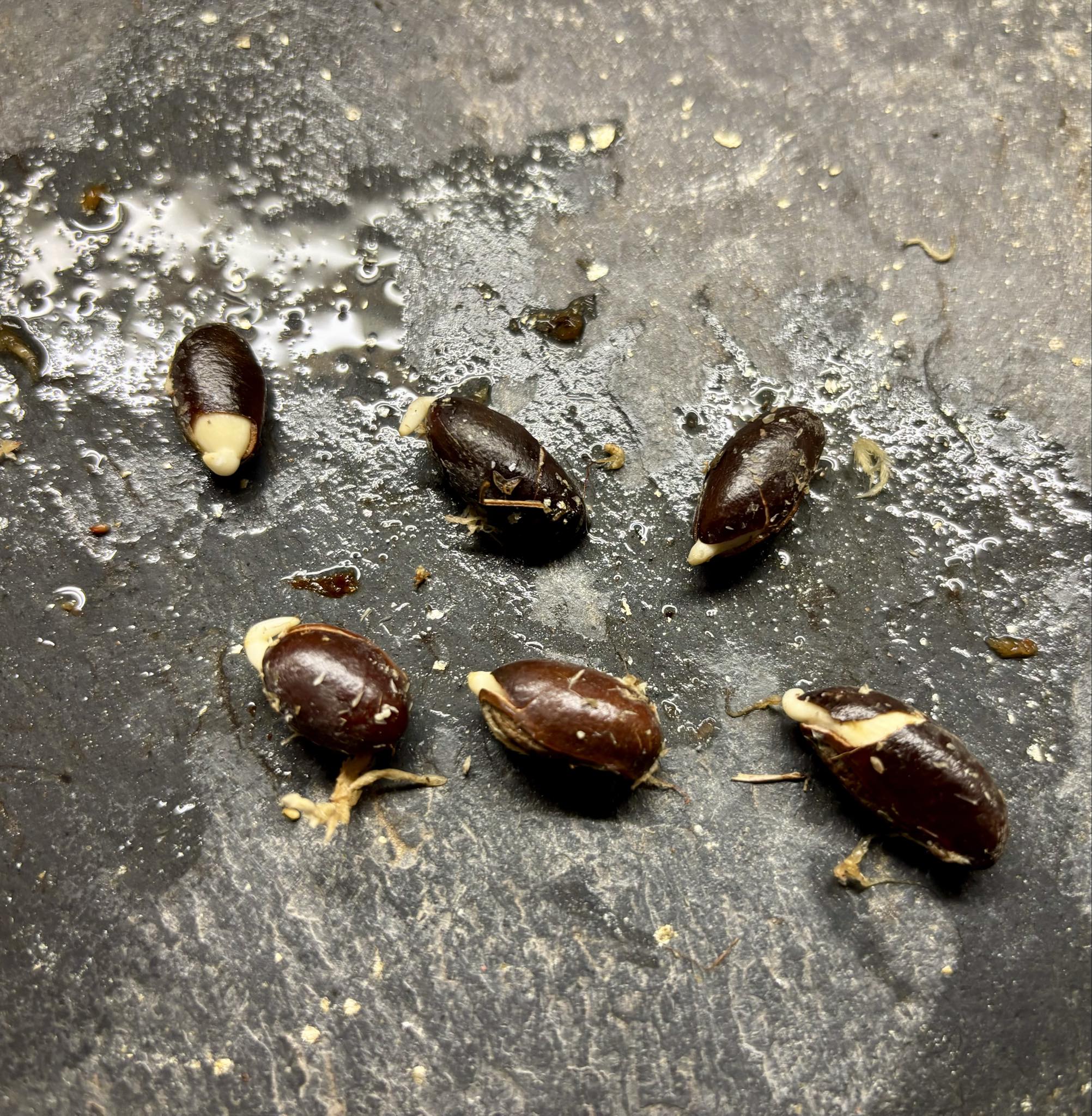 Goiapeba - Chrysophyllum sp Sao Joao - 1 germinated seed / 1 gekeimter Samen