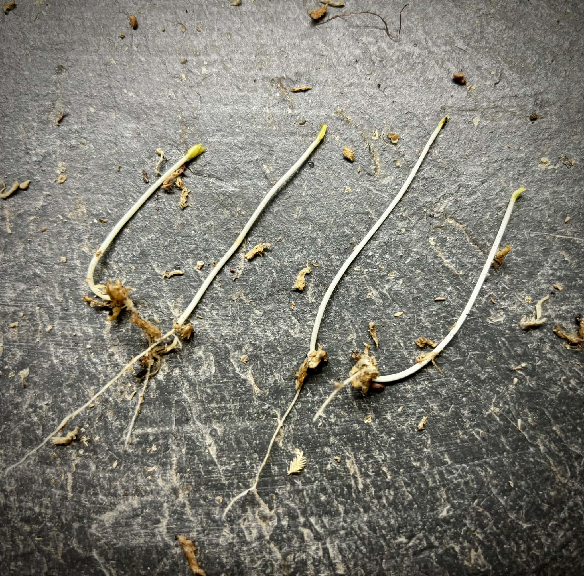 fruits after 2 years in Brasil - Psidium guajava  "Paluma"  - 3 germinated seeds / 3 gekeimte Samen 