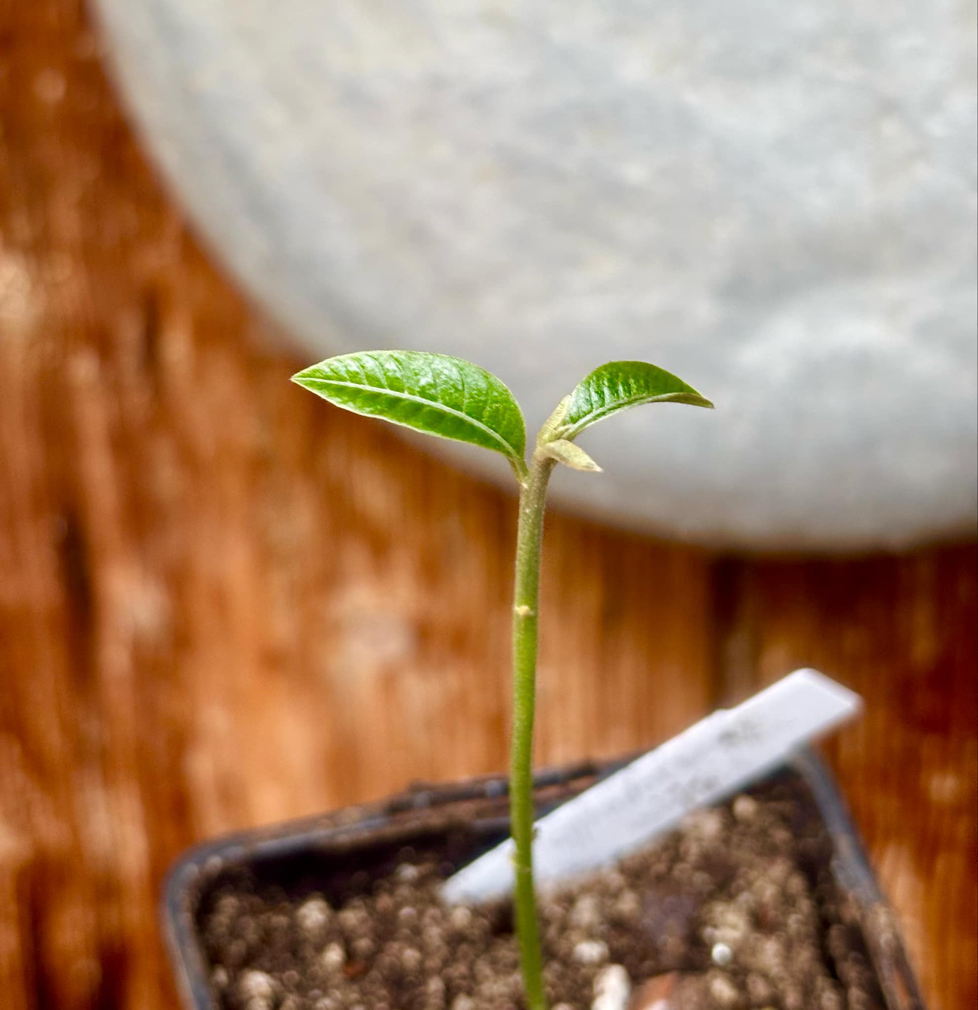 Pouteria macrophylla - 1 potted seedling / 1 getopfter Sämling