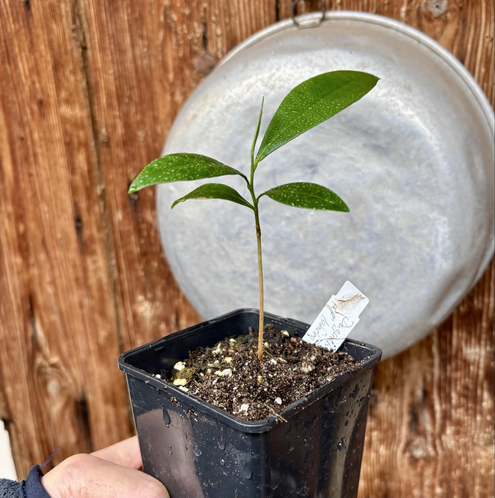 Duguetia aff. lanceolata - Pindauva Roxa -   1 potted plant / 1 getopfte Pflanze 