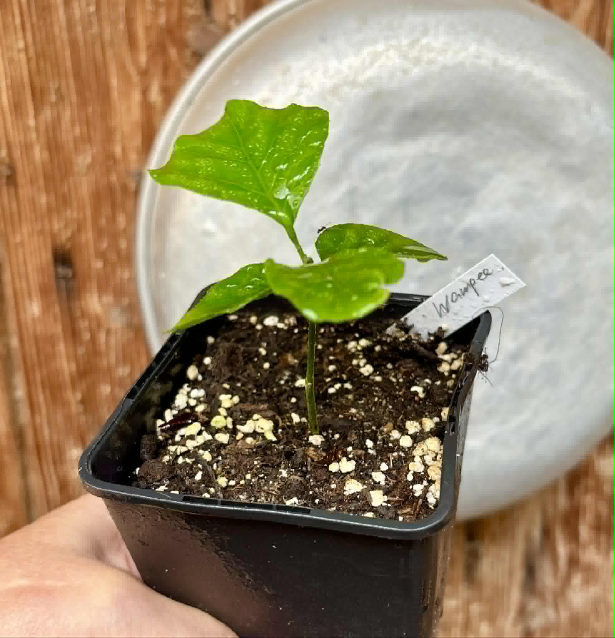 Wampee (Clausena lansium) - 1 potted seedling / 1 getopfter Sämling