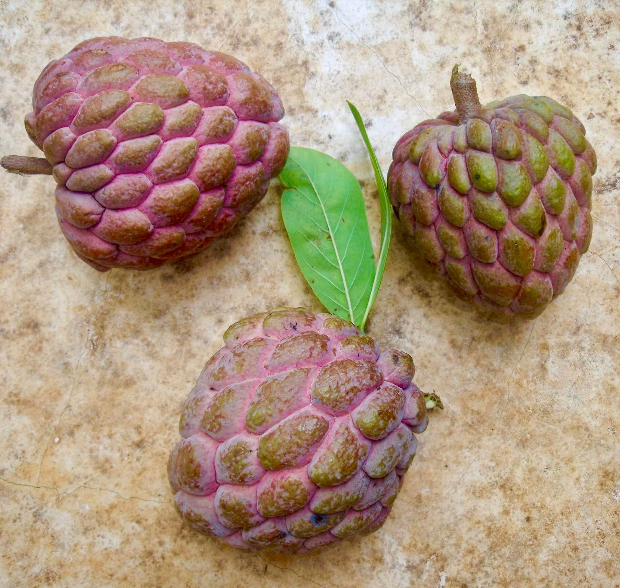 Red Annona squamosa - 1 fresh seed / 1 frischer Samen