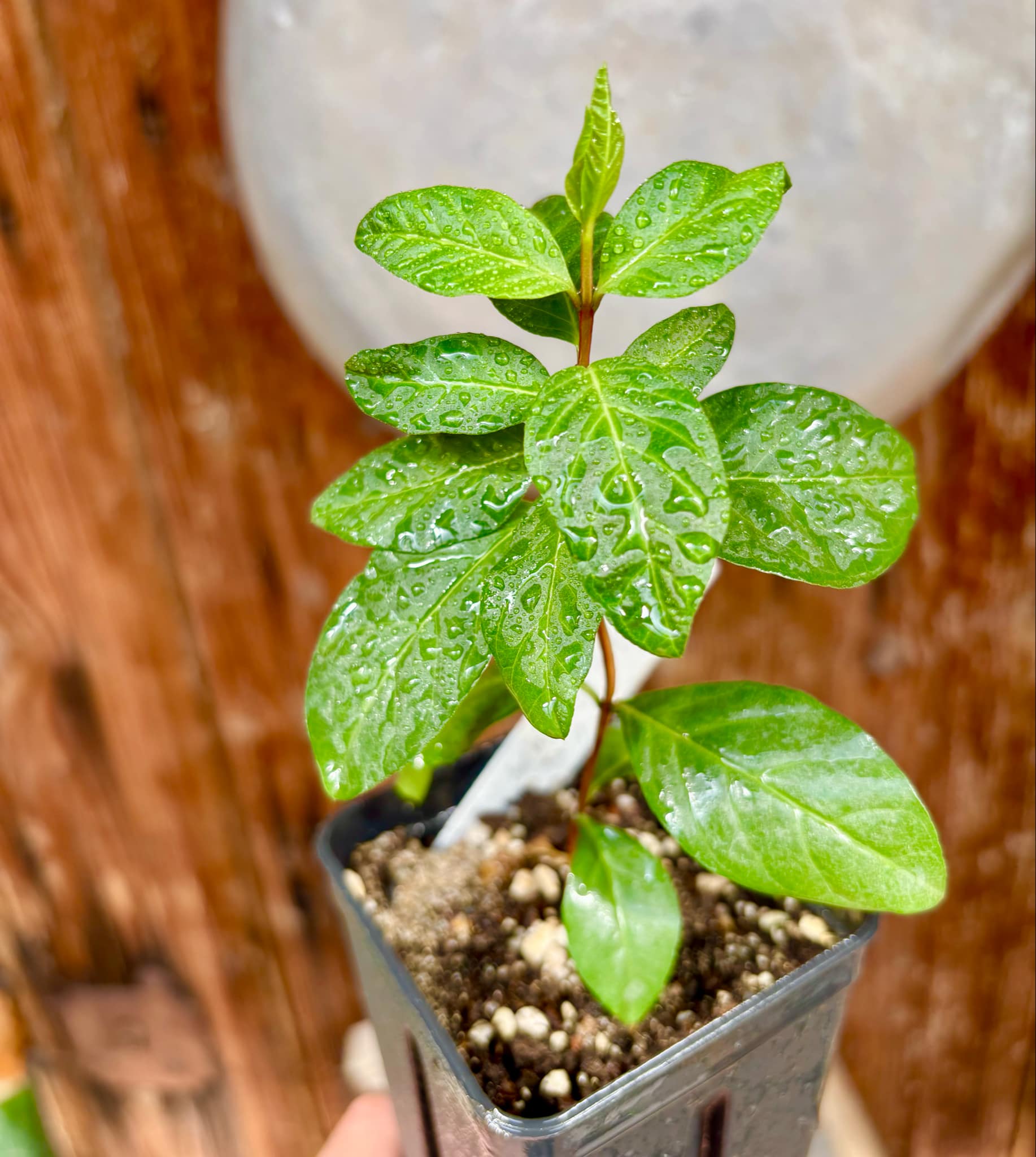Psidium guajava - Peach - 1 potted plant / 1 getopfte Pflanze