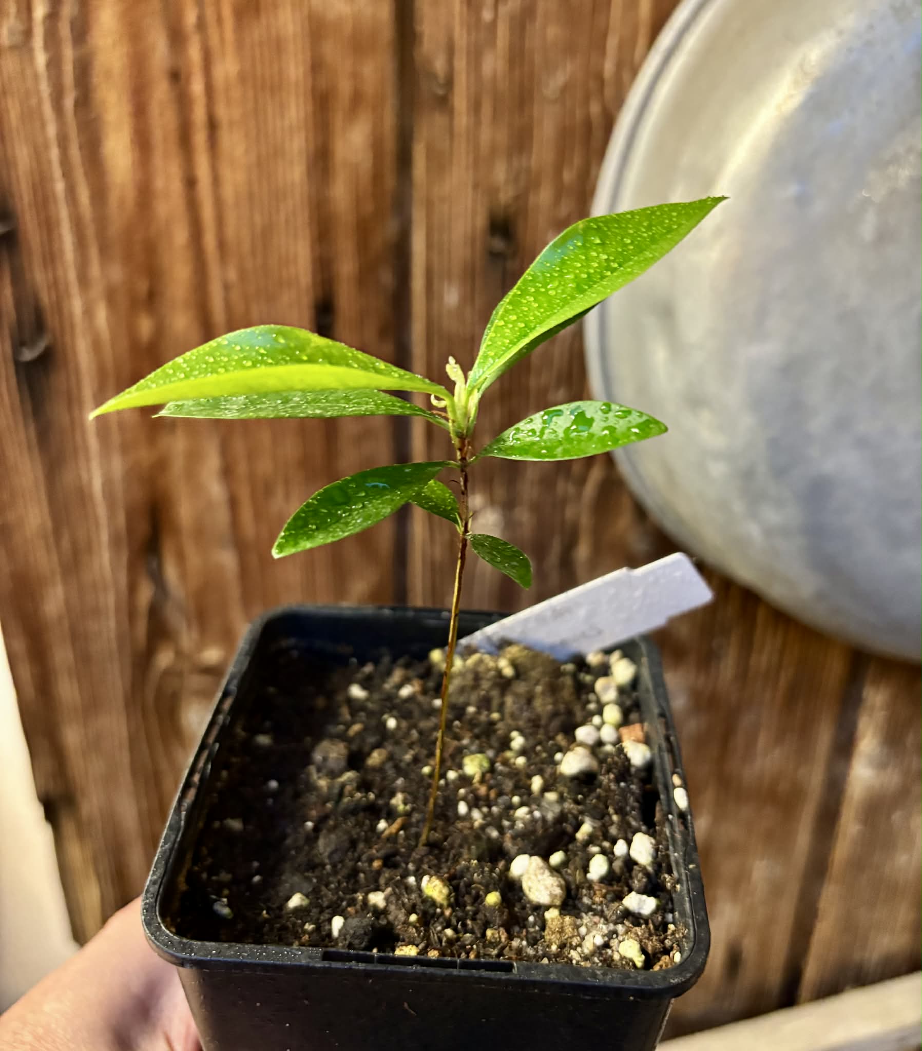 Eugenia nutans - 1 small potted seedling / 1 kleiner, getopfter Sämling