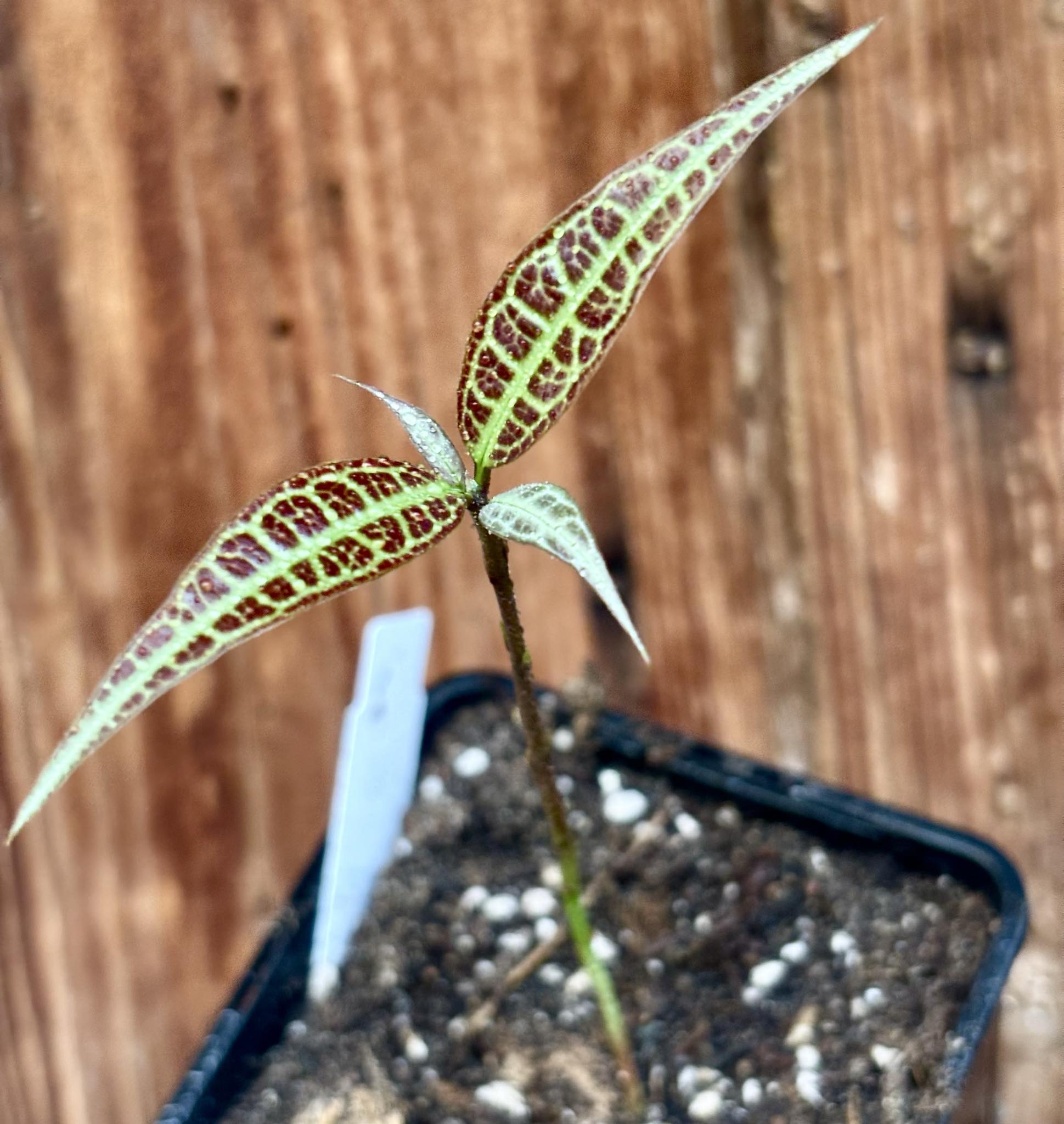 Eugenia sp Labisia -  1 potted seedling / 1 getopfter Sämling
