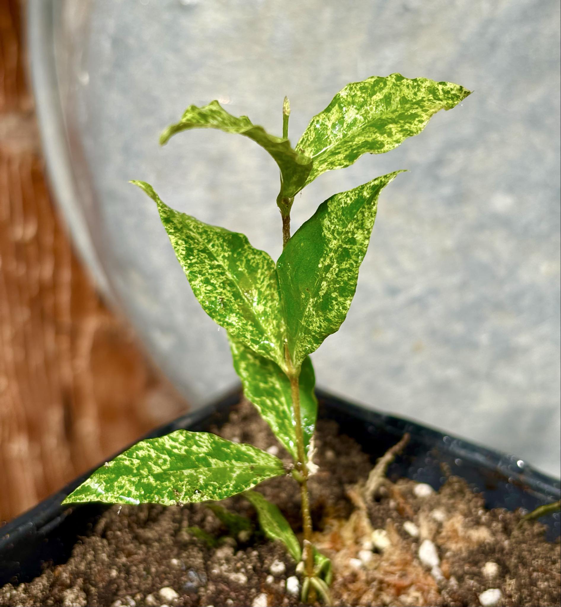 variegated Acerola (Malpighia glabra) rooted cutting - 1 potted rooted cutting / 1 getopfter, bewurzelter Steckling