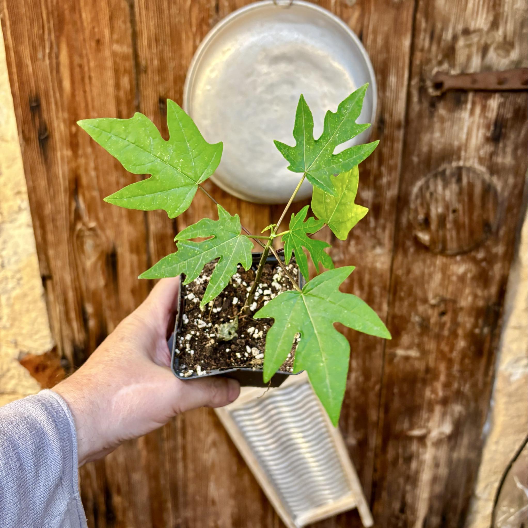 Red Holland Papaya (Carica papaya) - 1 small potted seedling / 1 kleiner, getopfter Sämling