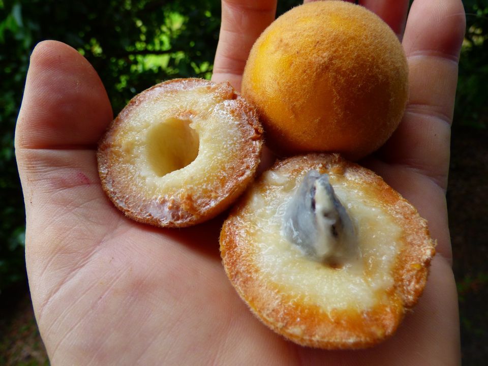 Pouteria torta subsp. torta - Abiu pilosa - 1 potted plant / 1 getopfte Pflanze