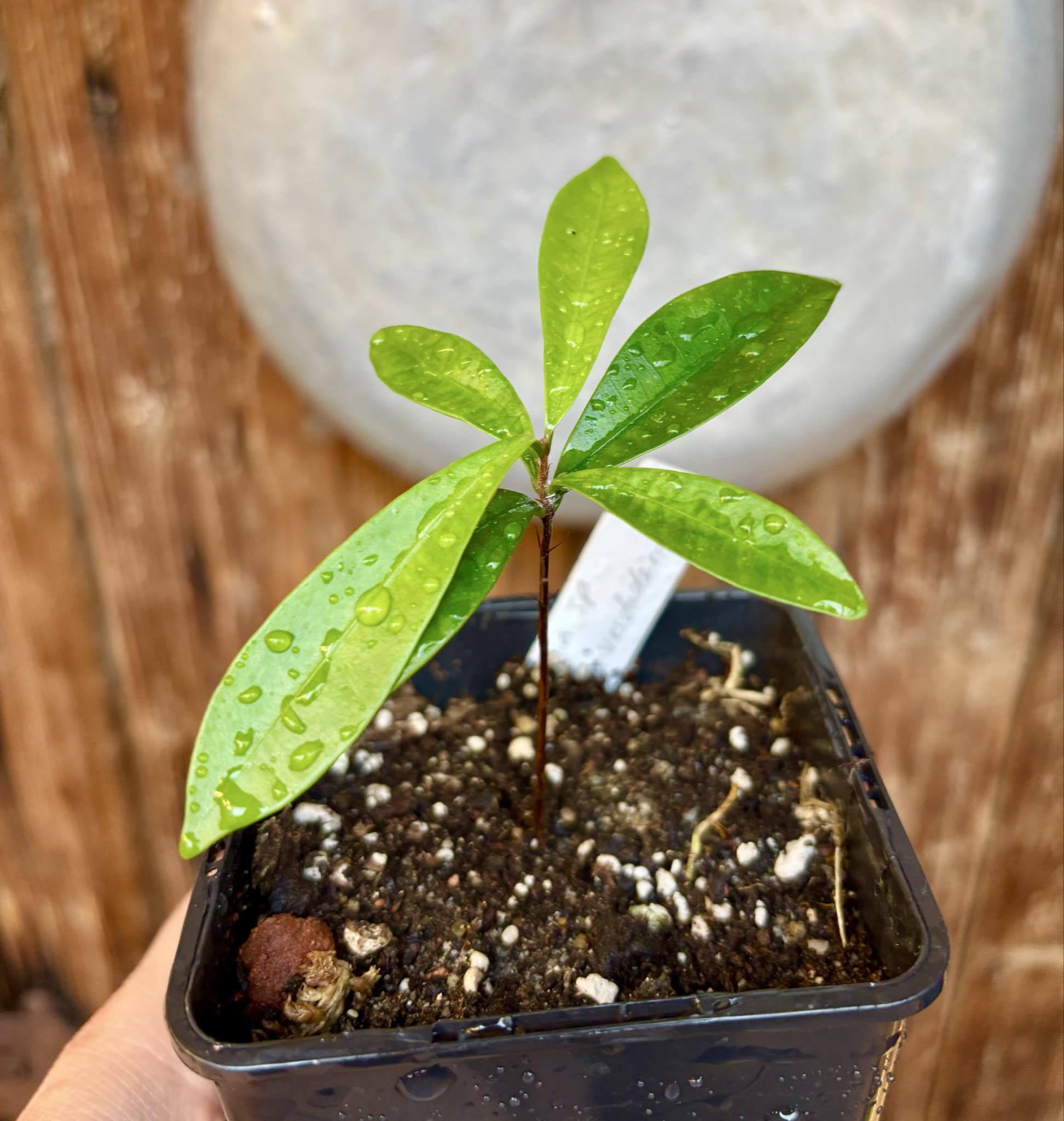 Eugenia sp Batinga Verdadeira -  1 potted plant / 1 getopfte Pflanze