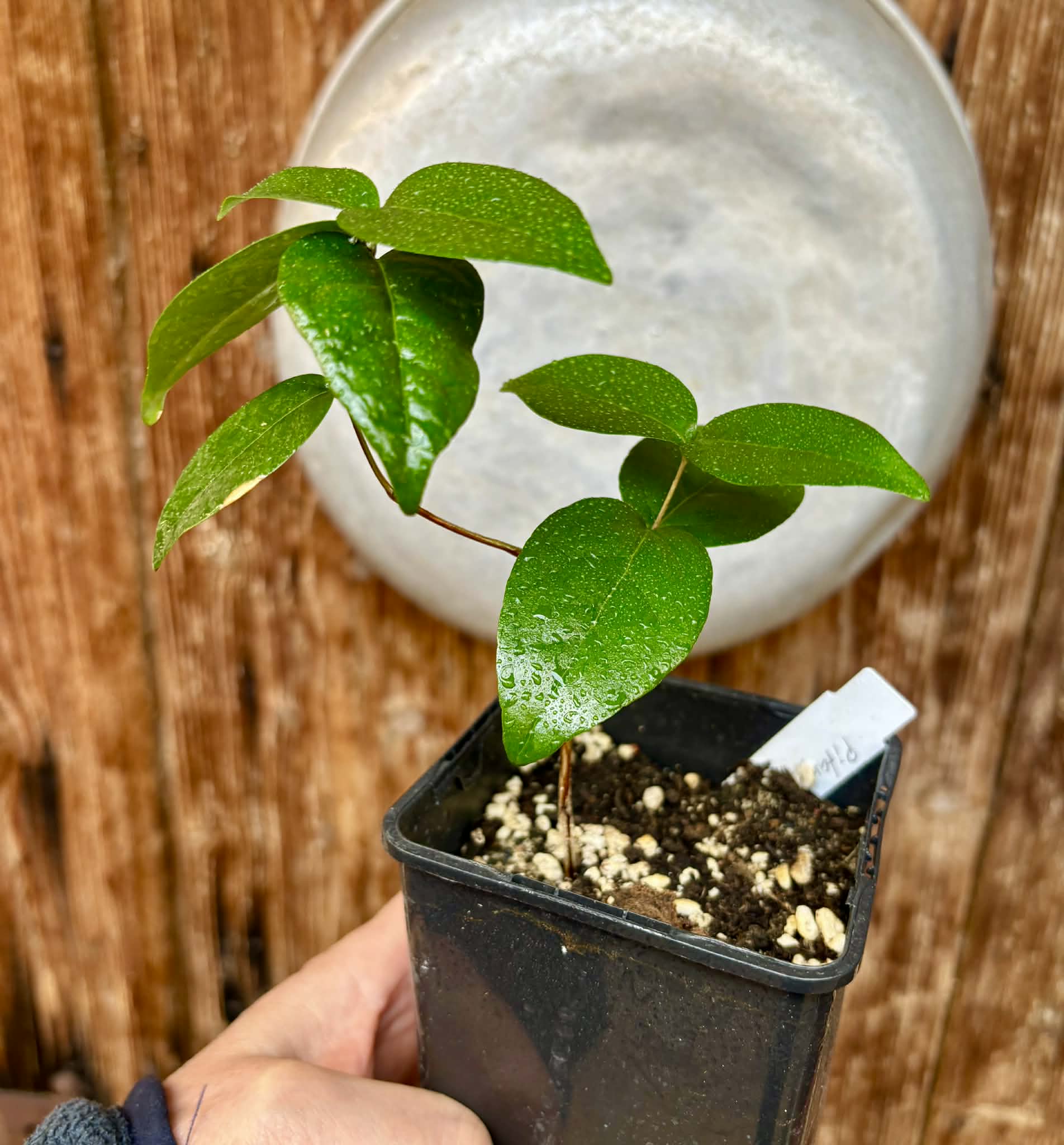 Eugenia uniflora var. red  - cultivated variety / 1 potted plant / 1 getopfte Pflanze