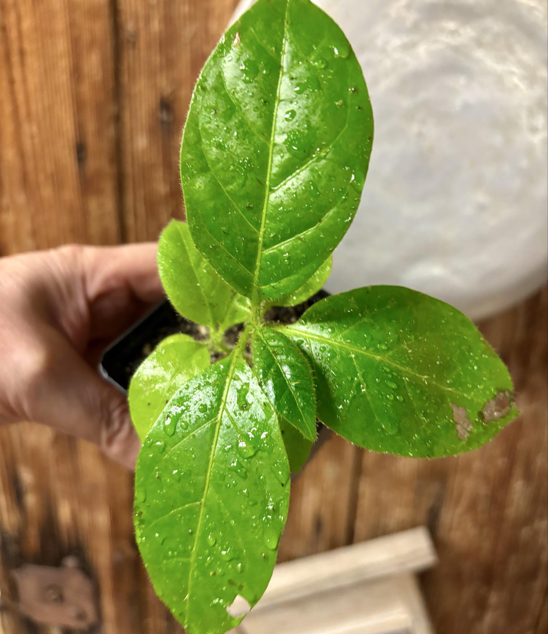 Solanum rumpincola - 1 small potted seedling / 1 kleiner, getopfter Sämling